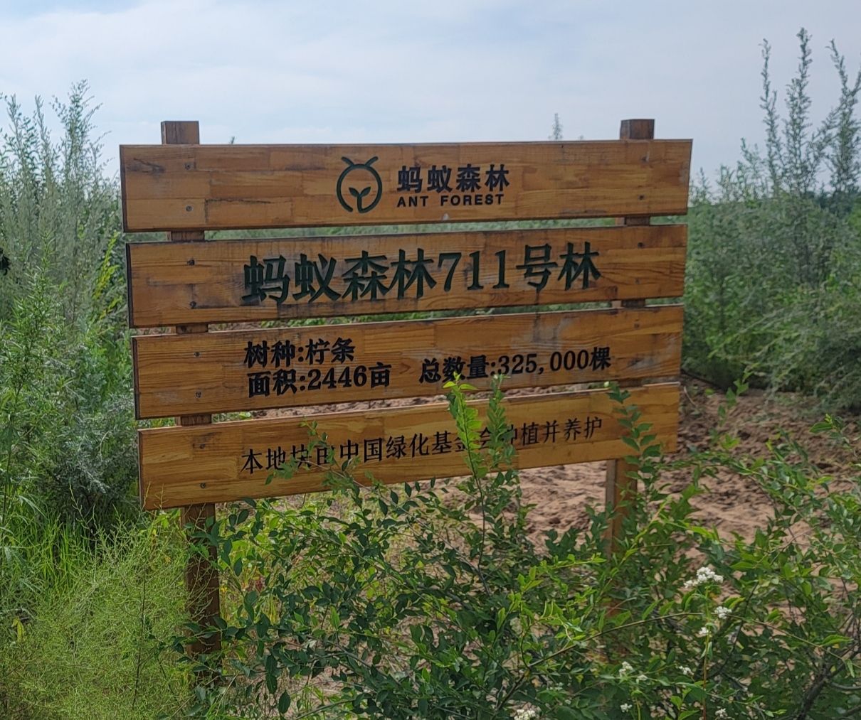 蚂蚁森林711号林·柠条旅行图片 1