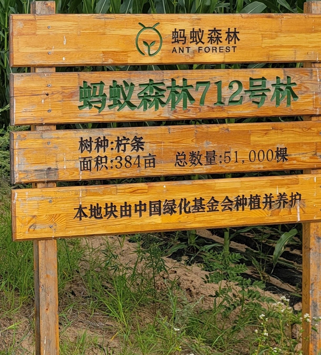 蚂蚁森林712号林·柠条旅行图片 1