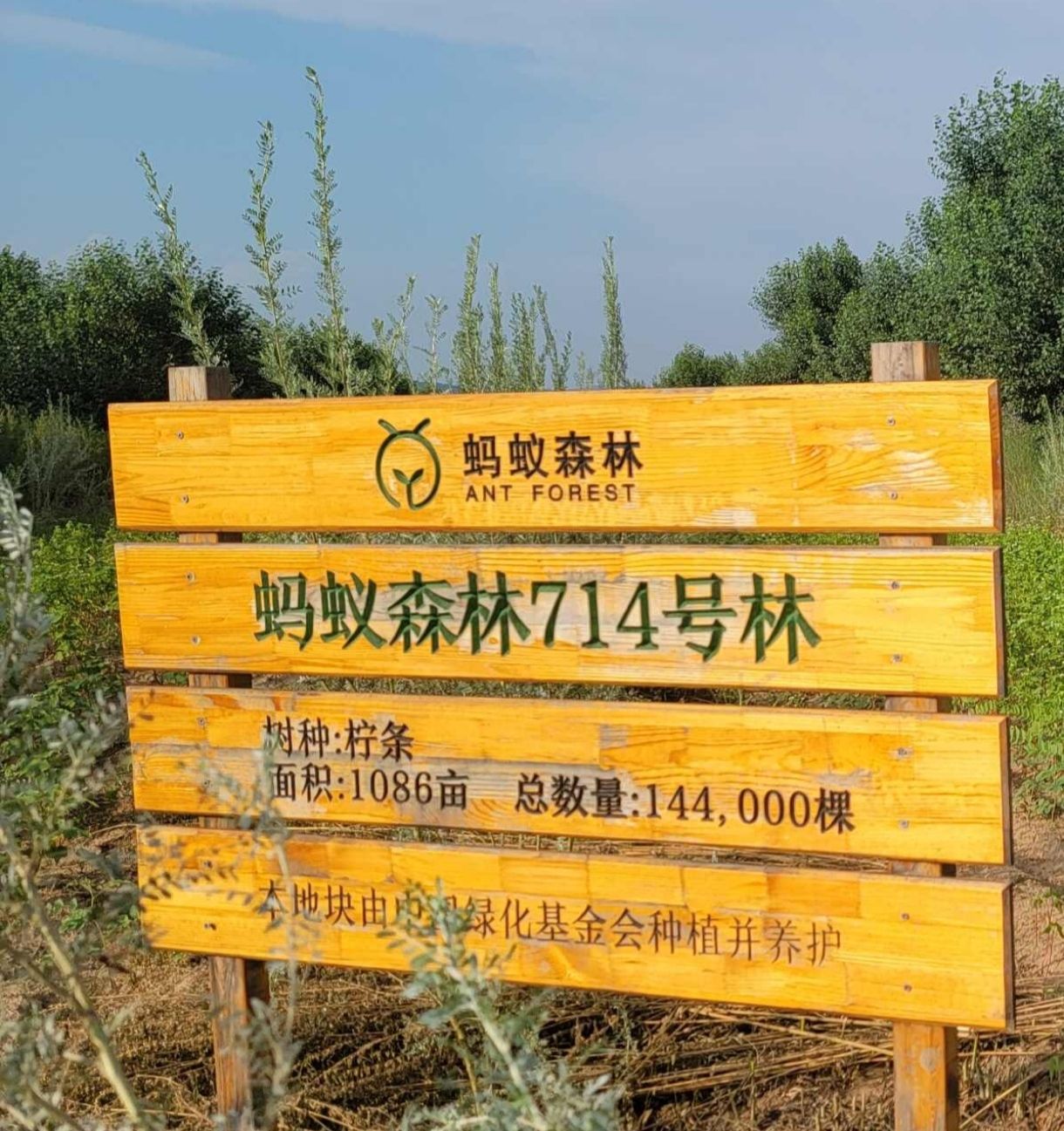 蚂蚁森林714号林·柠条旅行图片 1