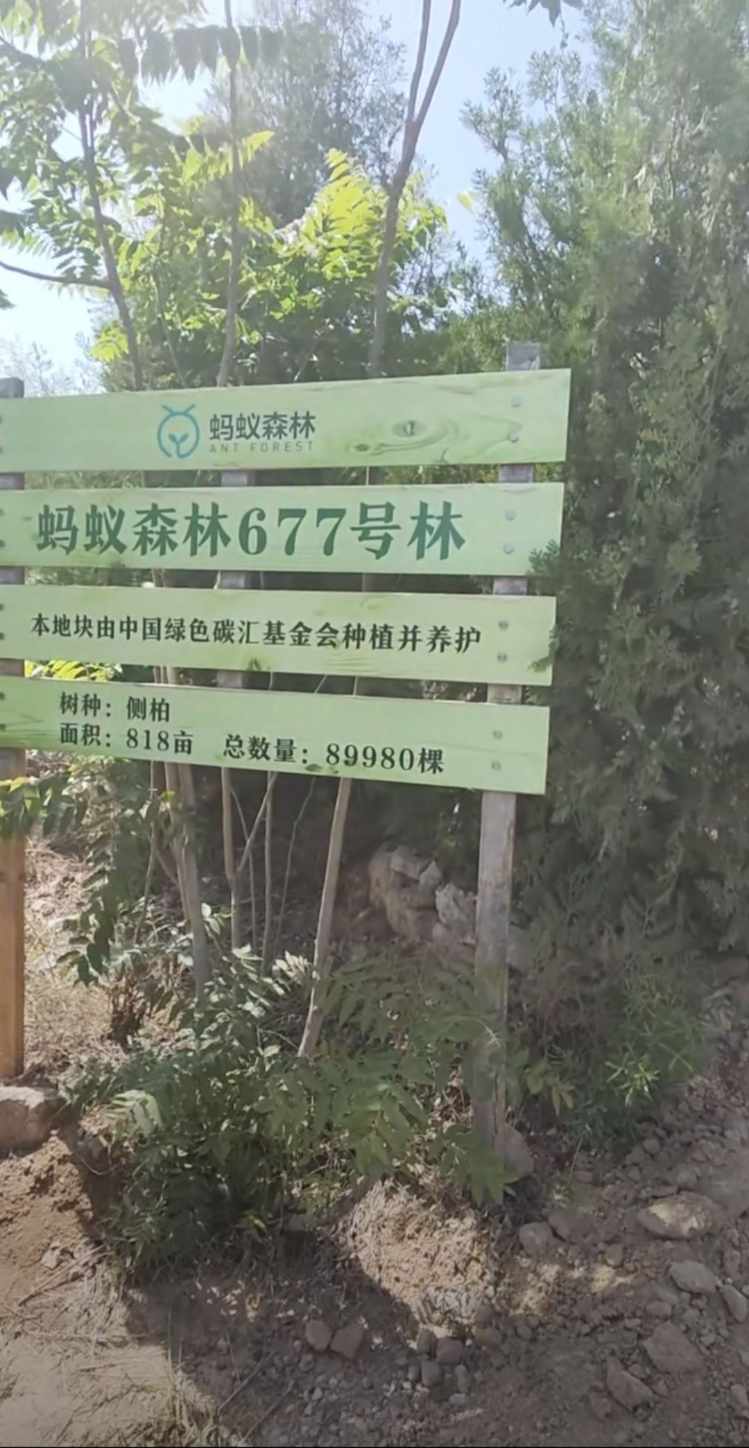蚂蚁森林677号林·侧柏旅行图片 1