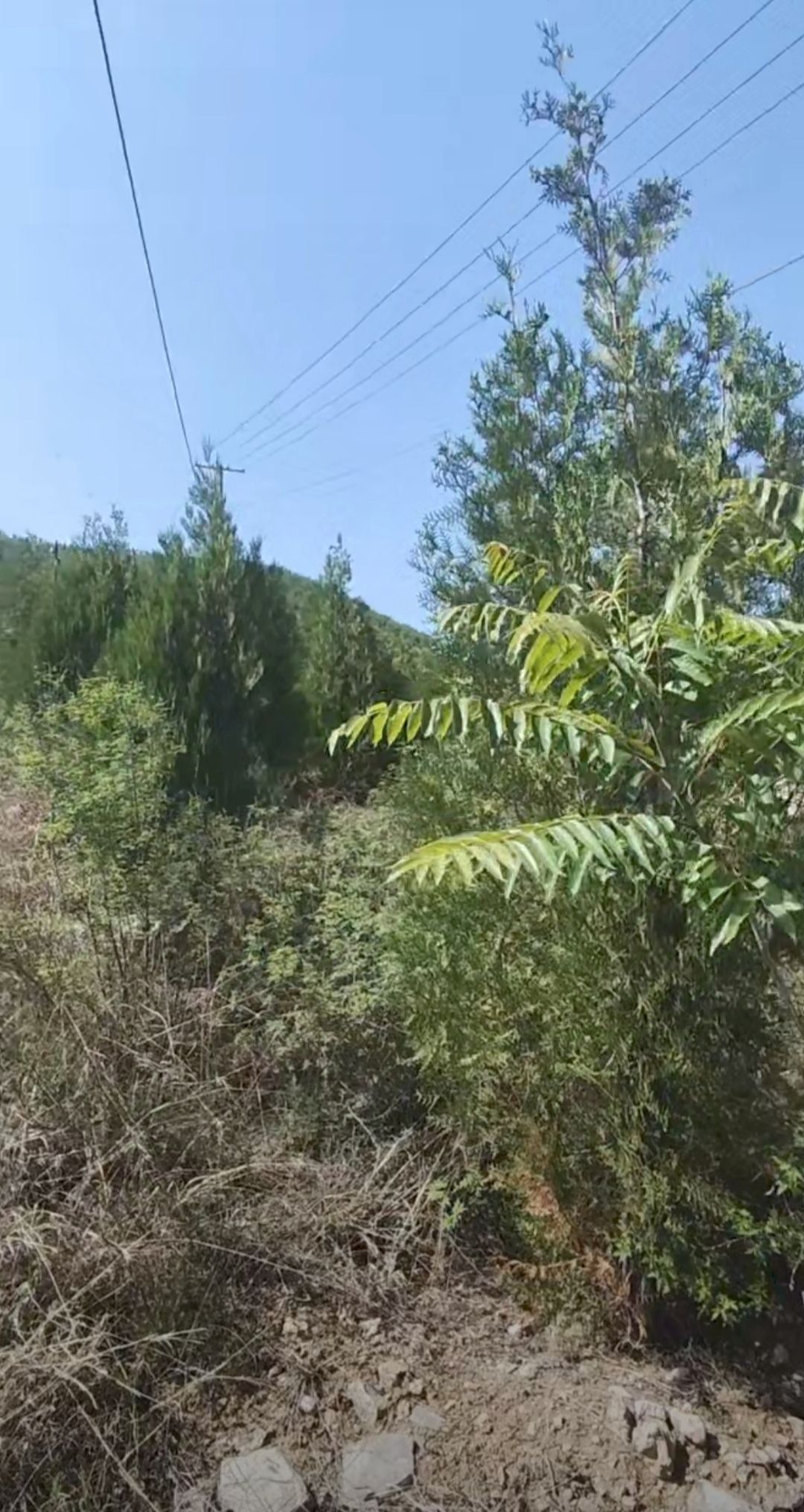 蚂蚁森林677号林·侧柏旅行图片 2