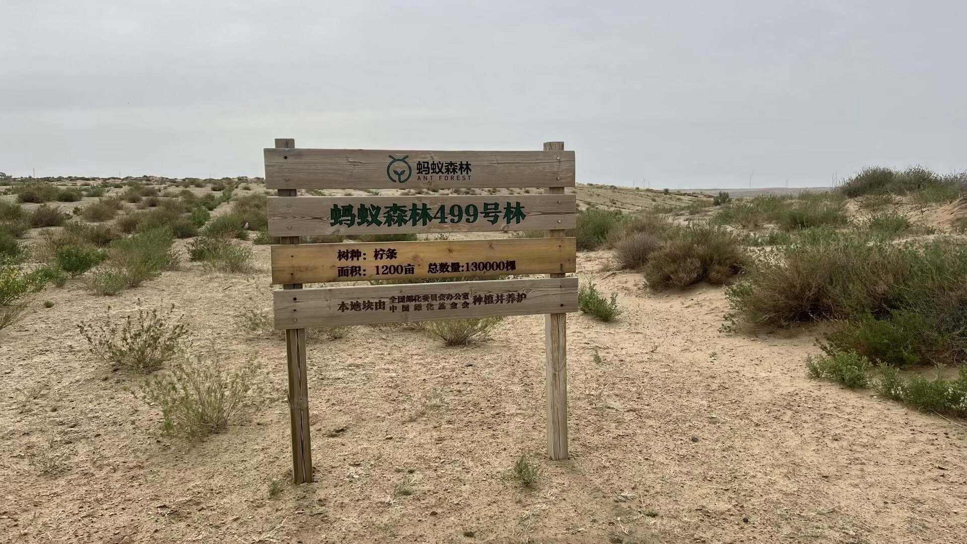 蚂蚁森林499号林-2·柠条旅行图片 1
