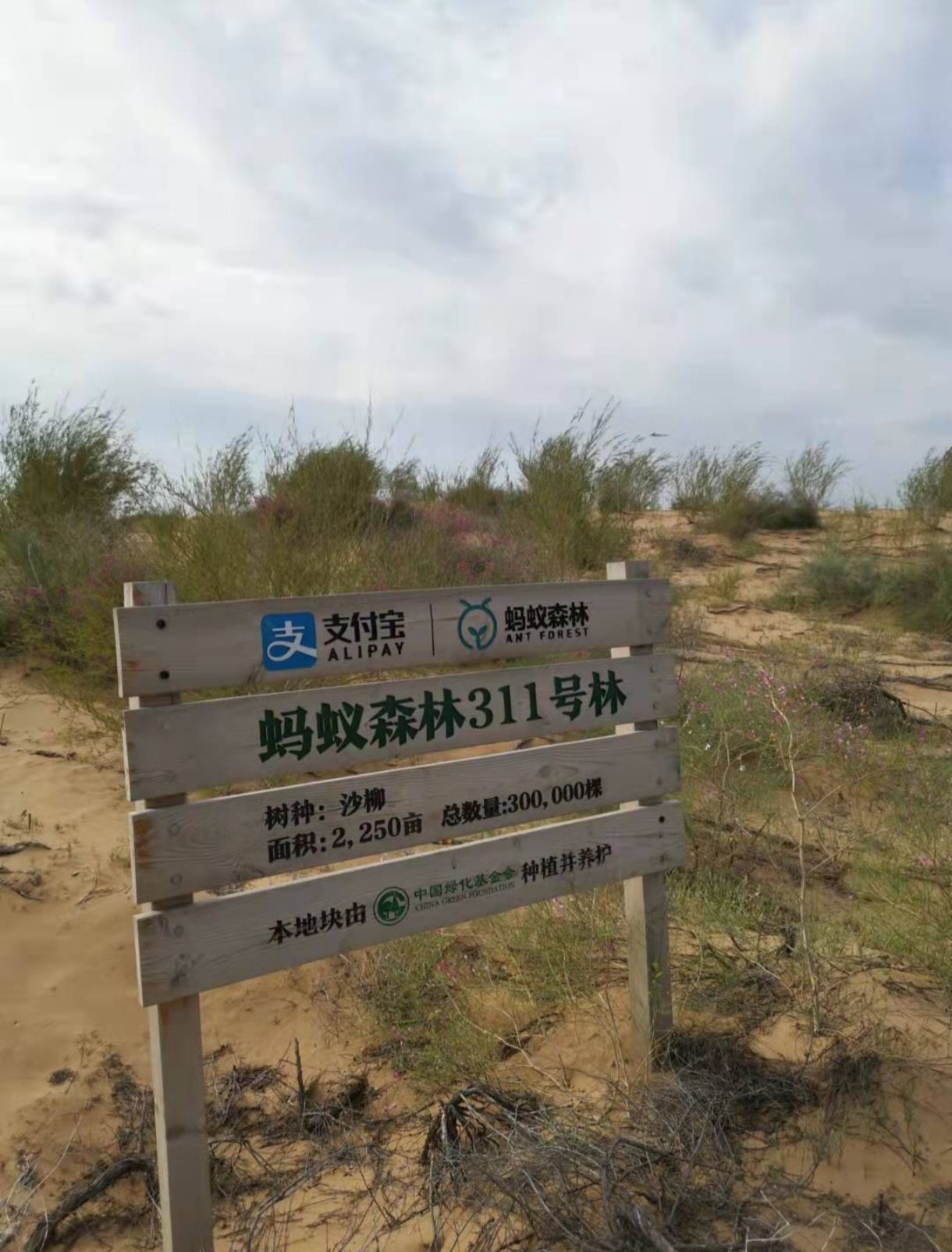 蚂蚁森林311号林·沙柳旅行图片