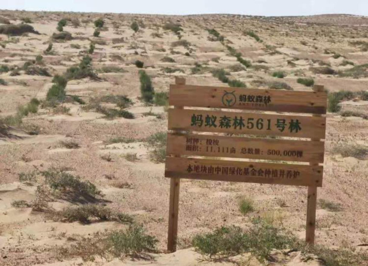 蚂蚁森林561号林-5·梭梭旅行图片 1
