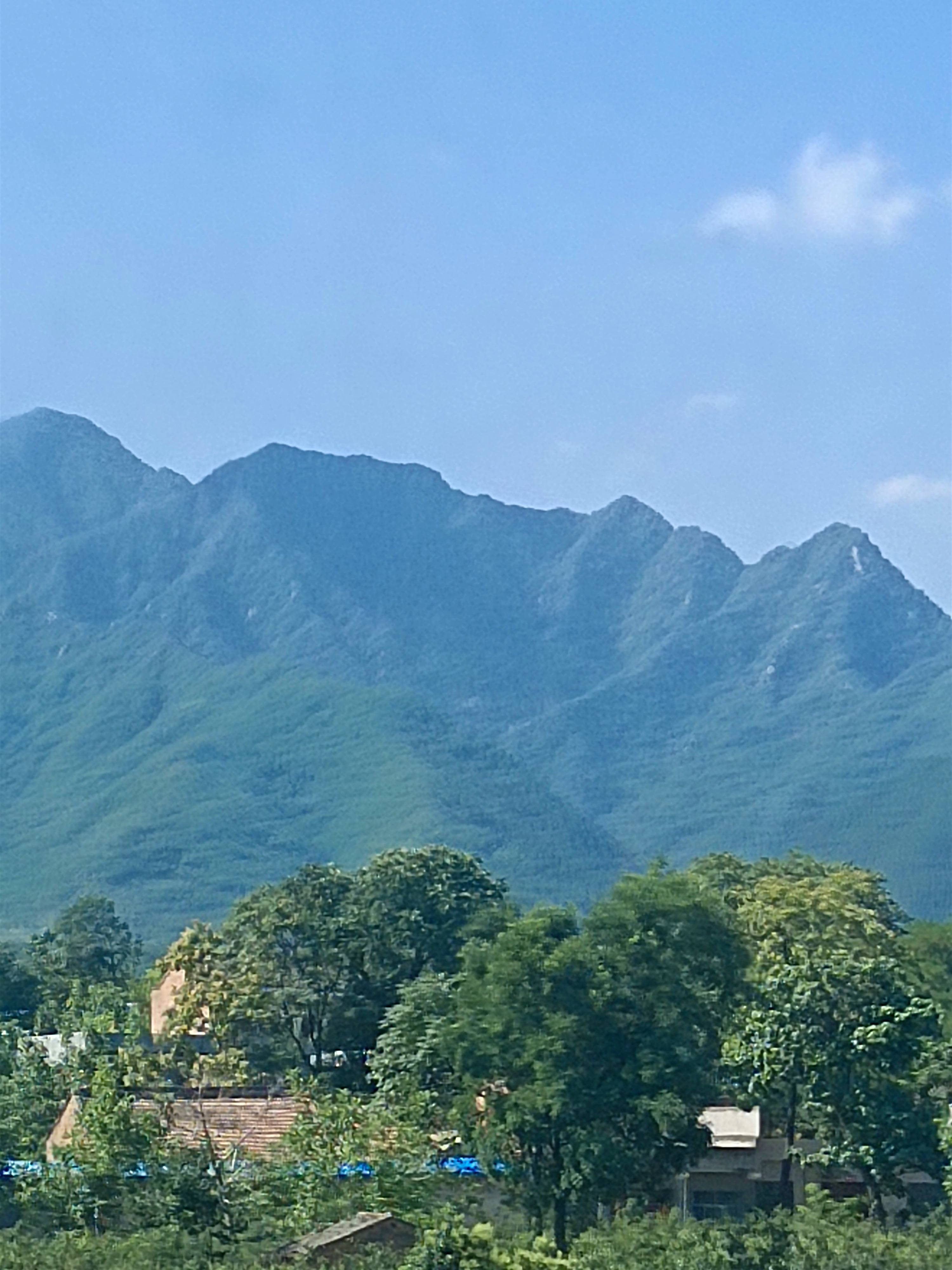 蚂蚁森林478号林·梭梭