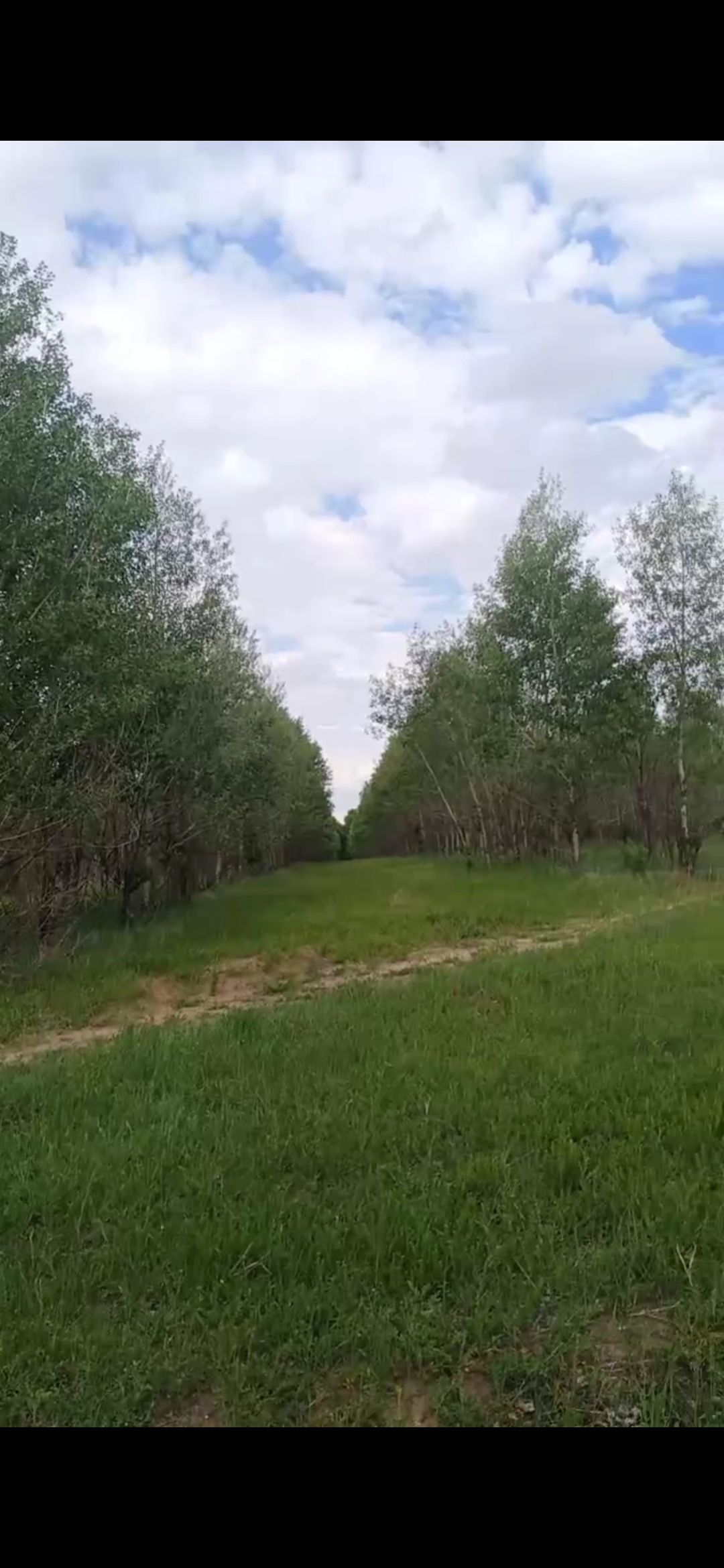 蚂蚁森林579号林·樟子松旅行图片 2