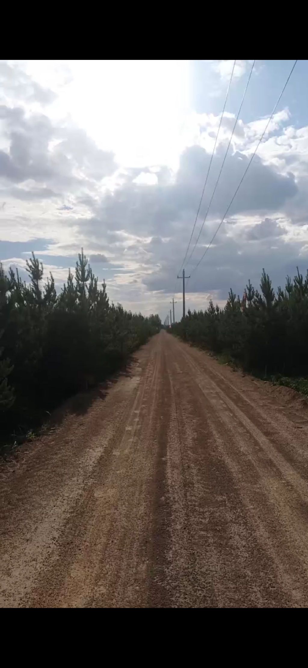 蚂蚁森林579号林·樟子松旅行图片 1