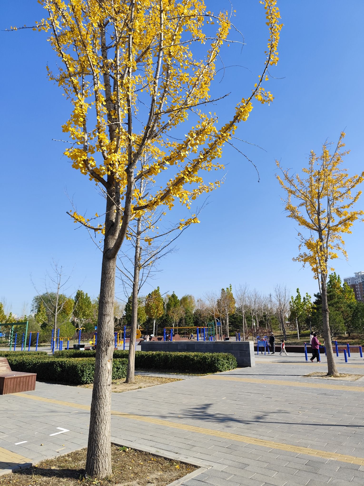 上泽公园旅行图片 2