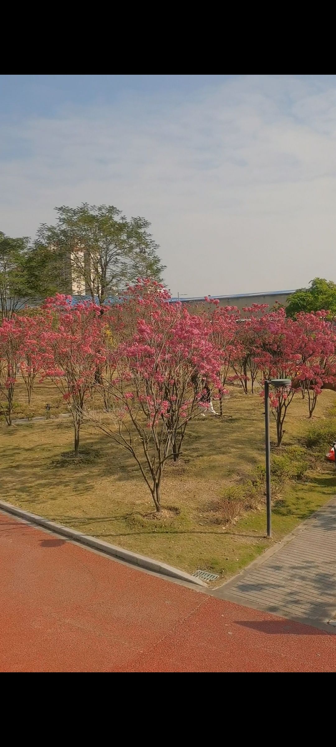 金溪湿地公园旅行图片 2