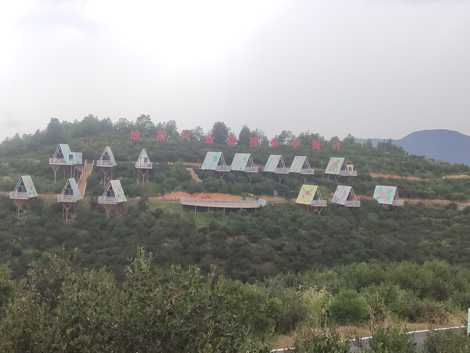 横市镇新坑村万亩茶园赏游登山步道旅行图片 1