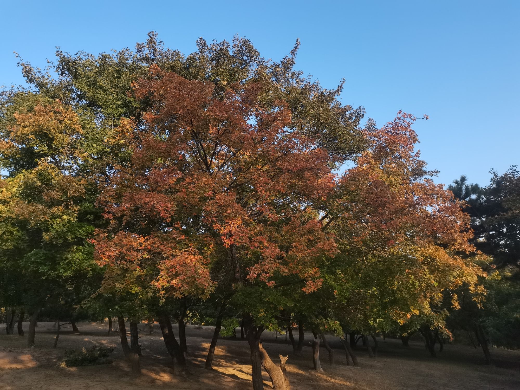 张家窑林场五彩枫林风景区旅行图片 3