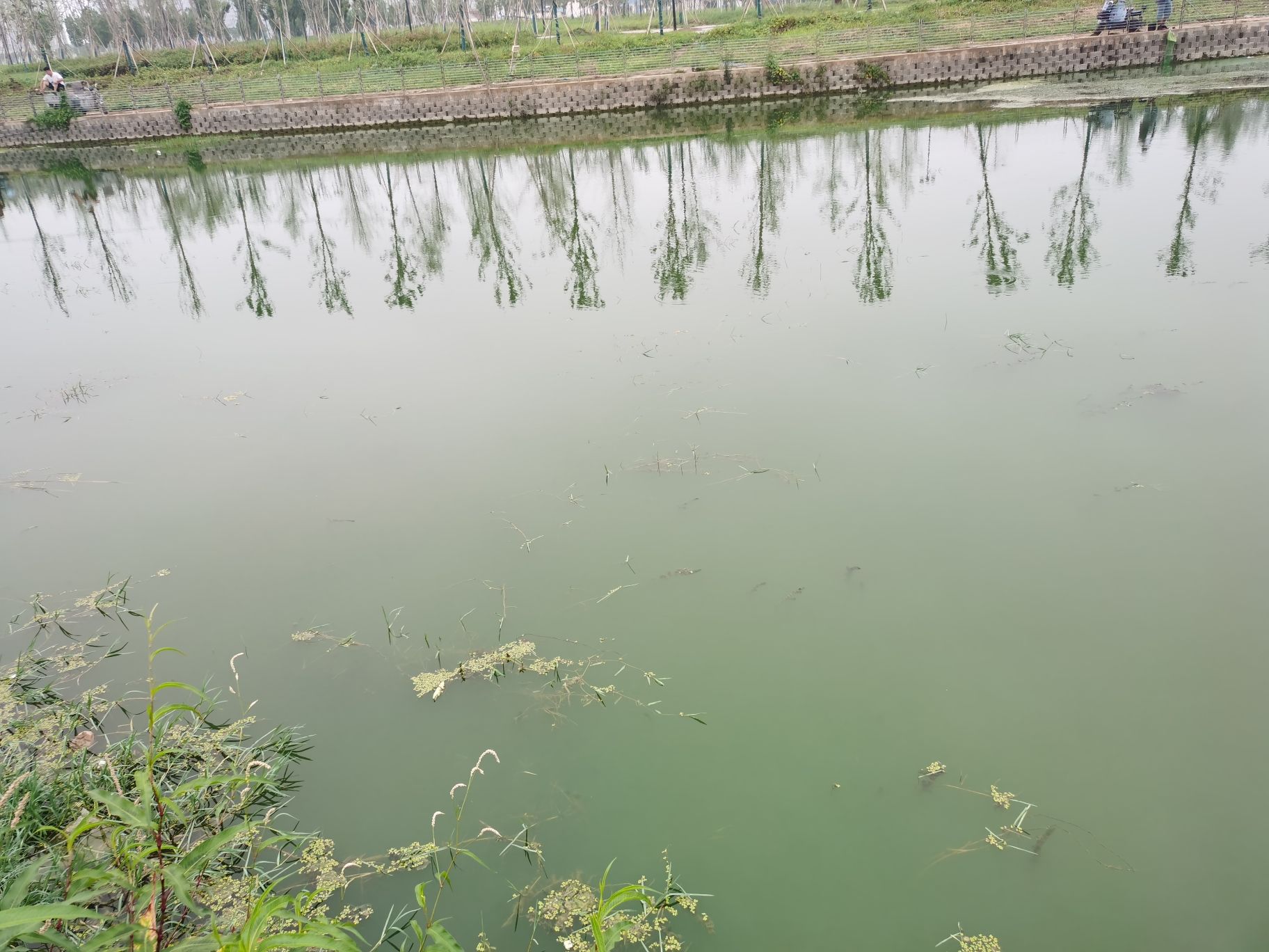 周口古蔡河湿地公园旅行图片 1