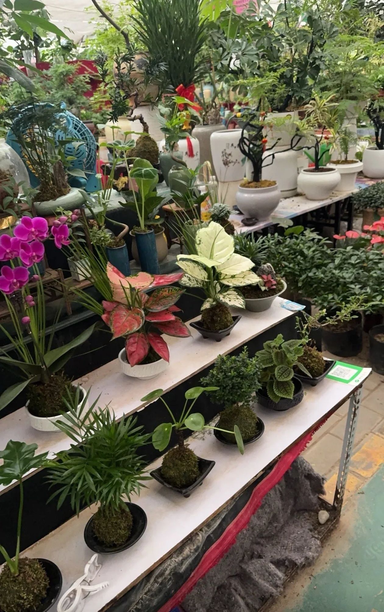 明光路花卉市场(陕西省人民检察院住宅小区店) - 汉城街道便民圈栖邻生活圈购物服务服务点实景照片