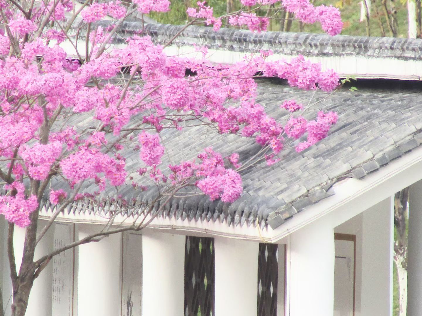 绿轴花园广场旅行图片 3