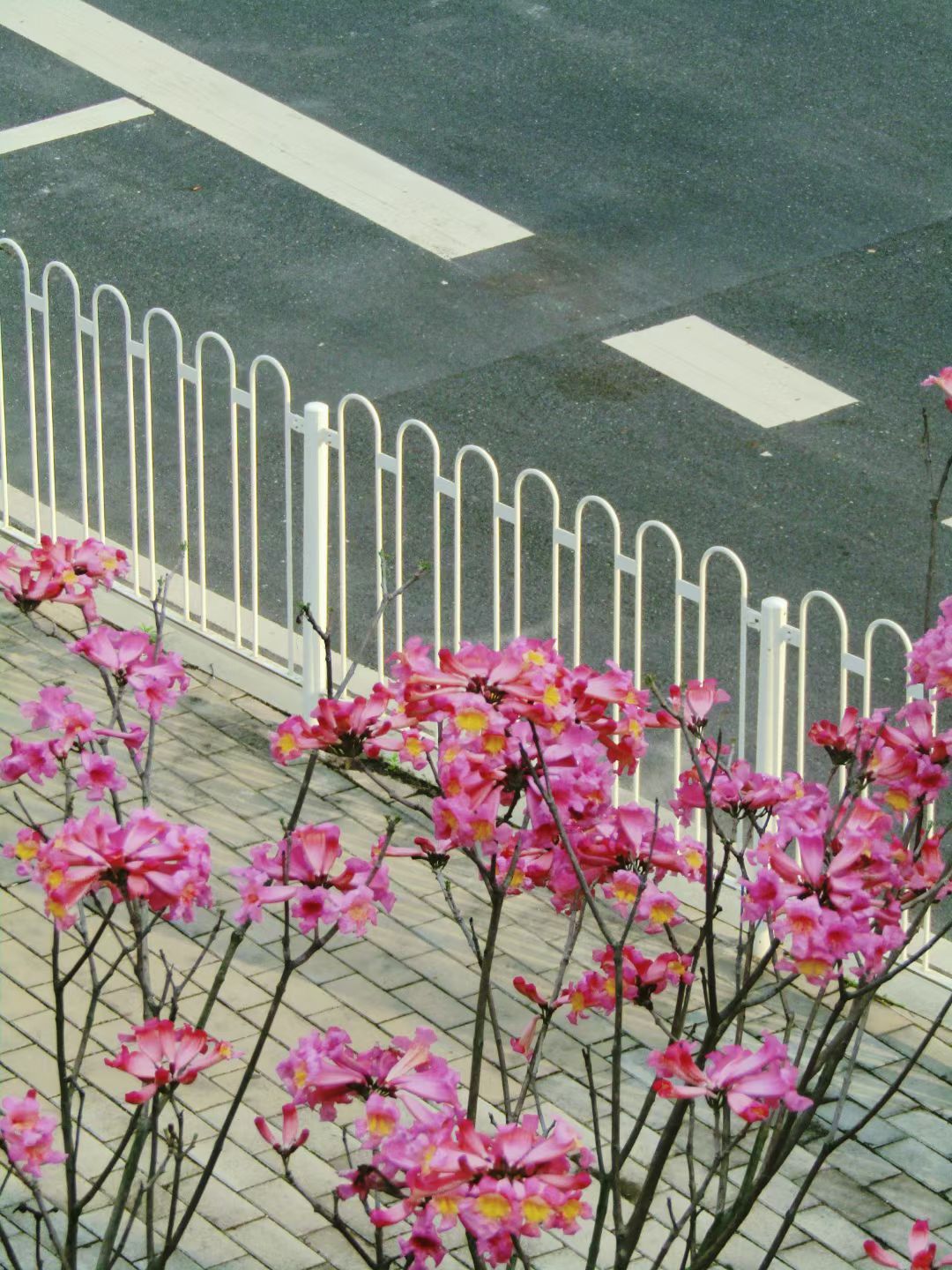 绿轴花园广场旅行图片 1