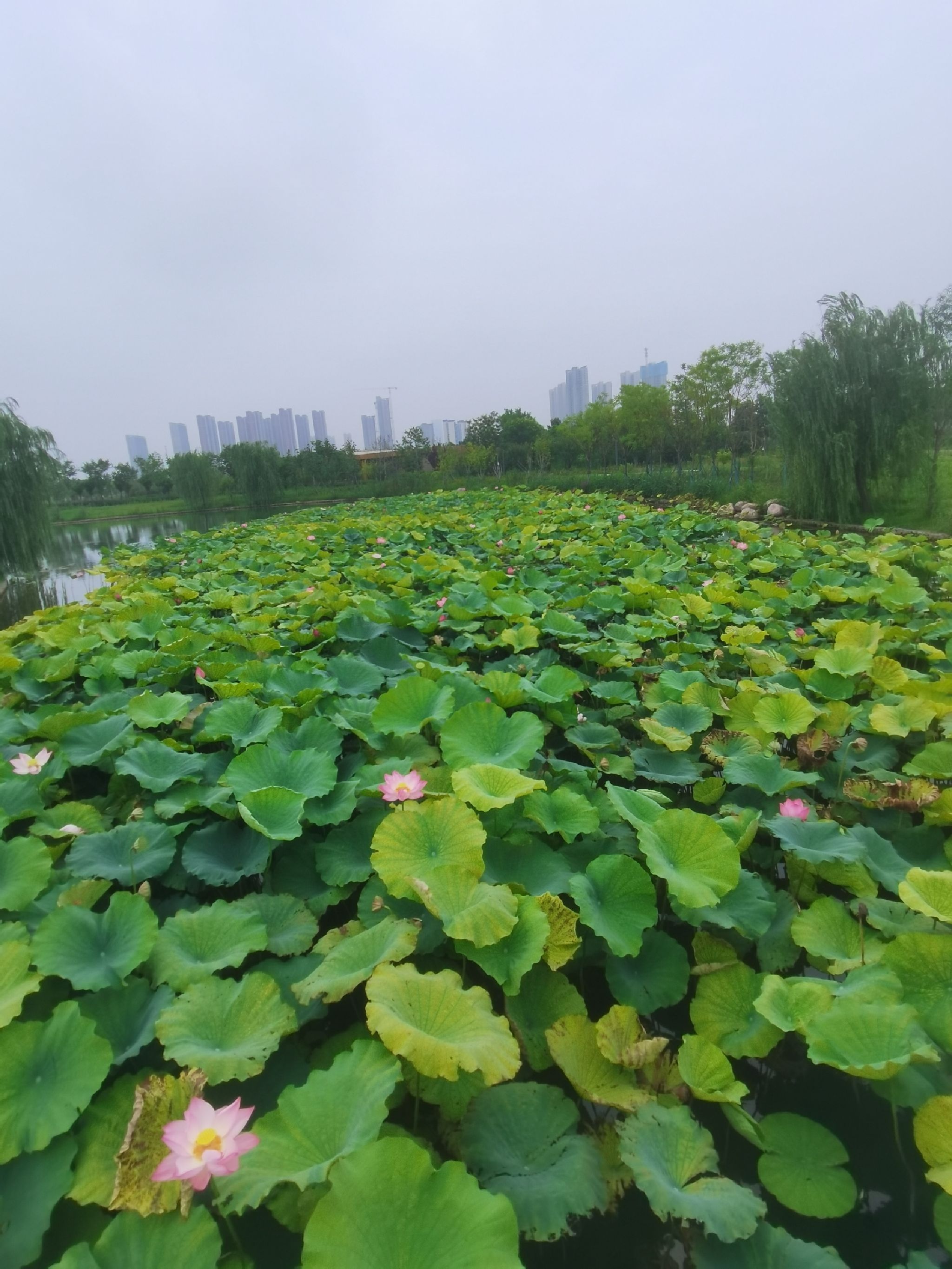 龙湖湿地公园旅行图片 1