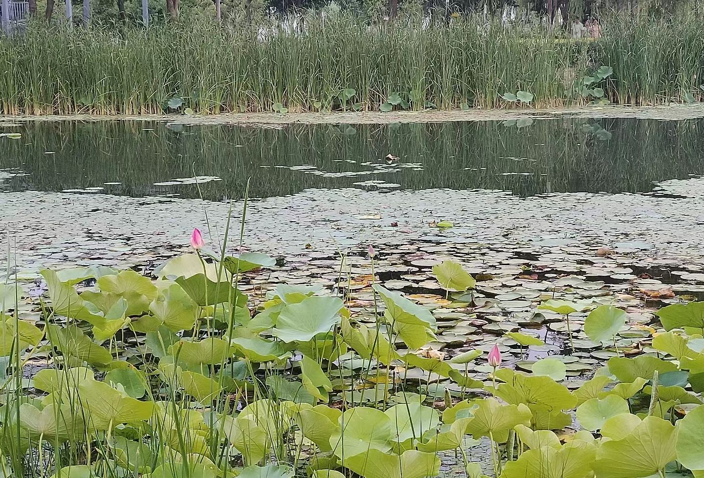 龙湖湿地公园旅行图片 3