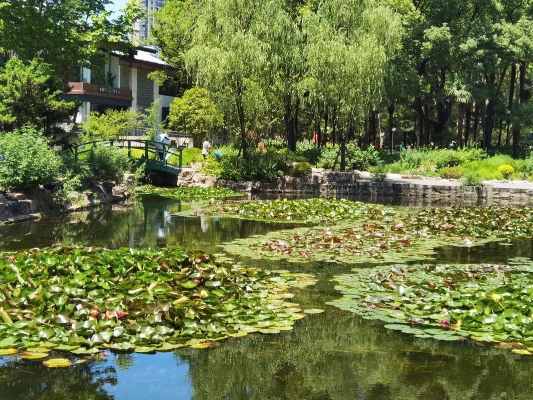 龙湖湿地公园