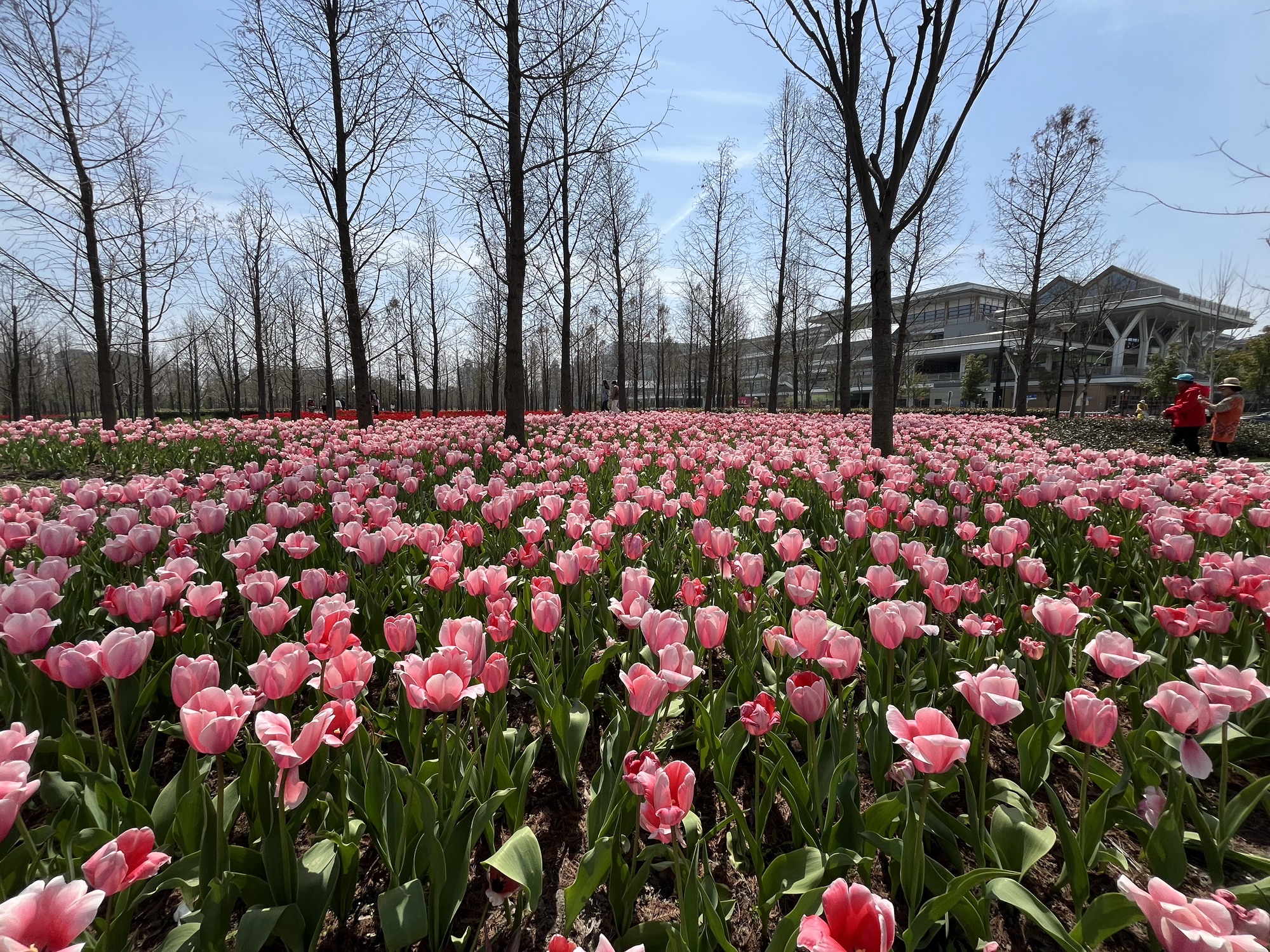 锦绣文化公园旅行图片 3