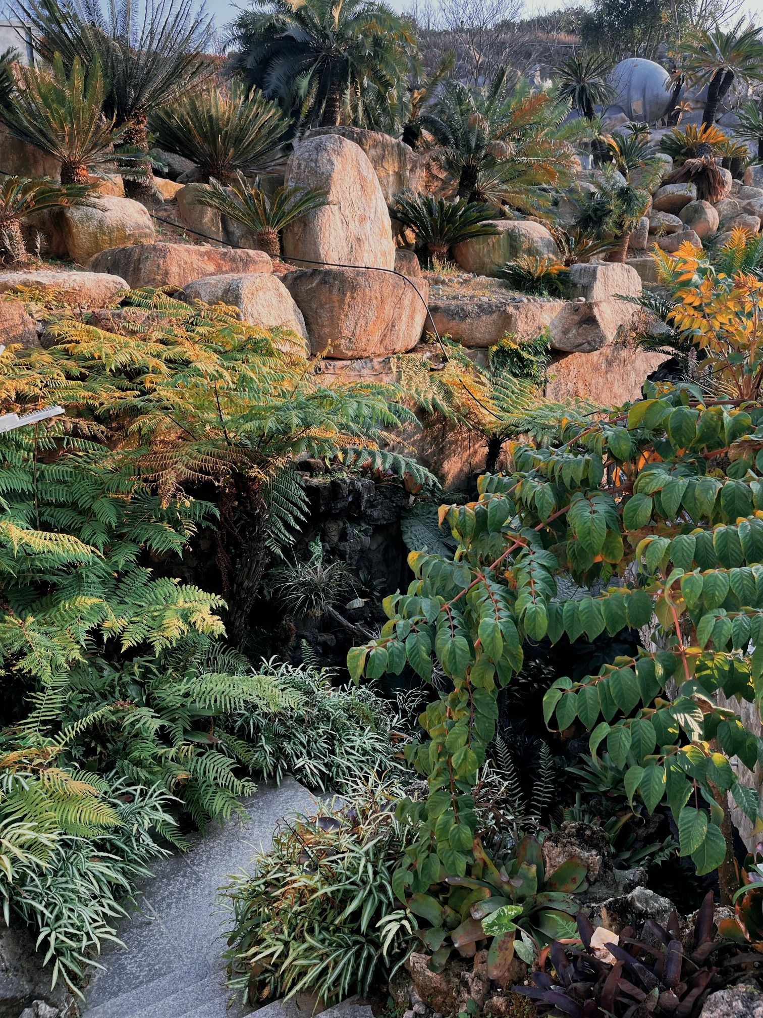 福建石岩植物园旅行图片 1