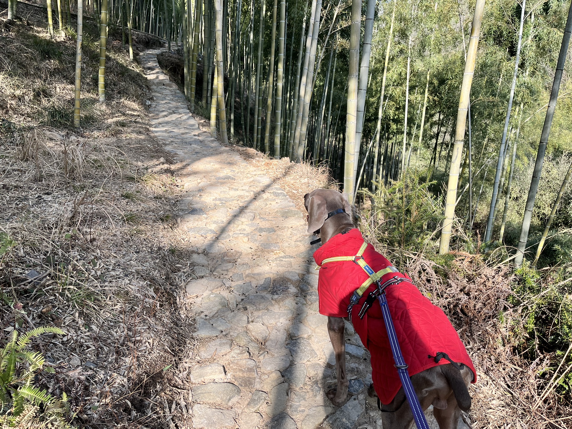 龙潭步道旅行图片 2