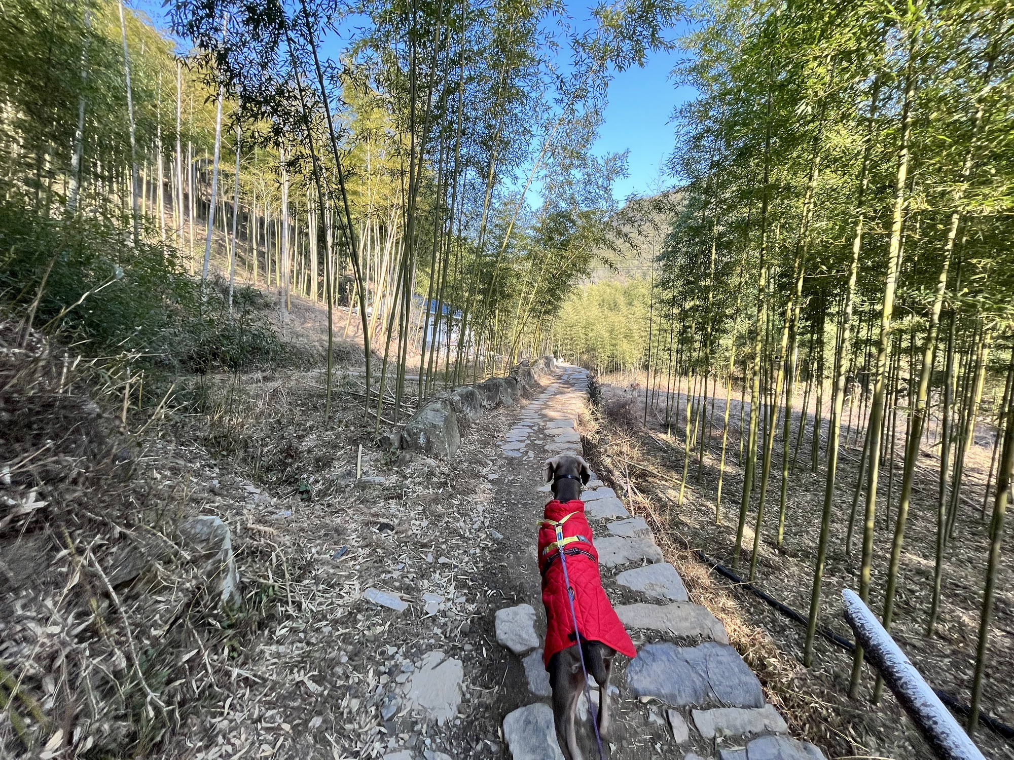 龙潭步道旅行图片 1