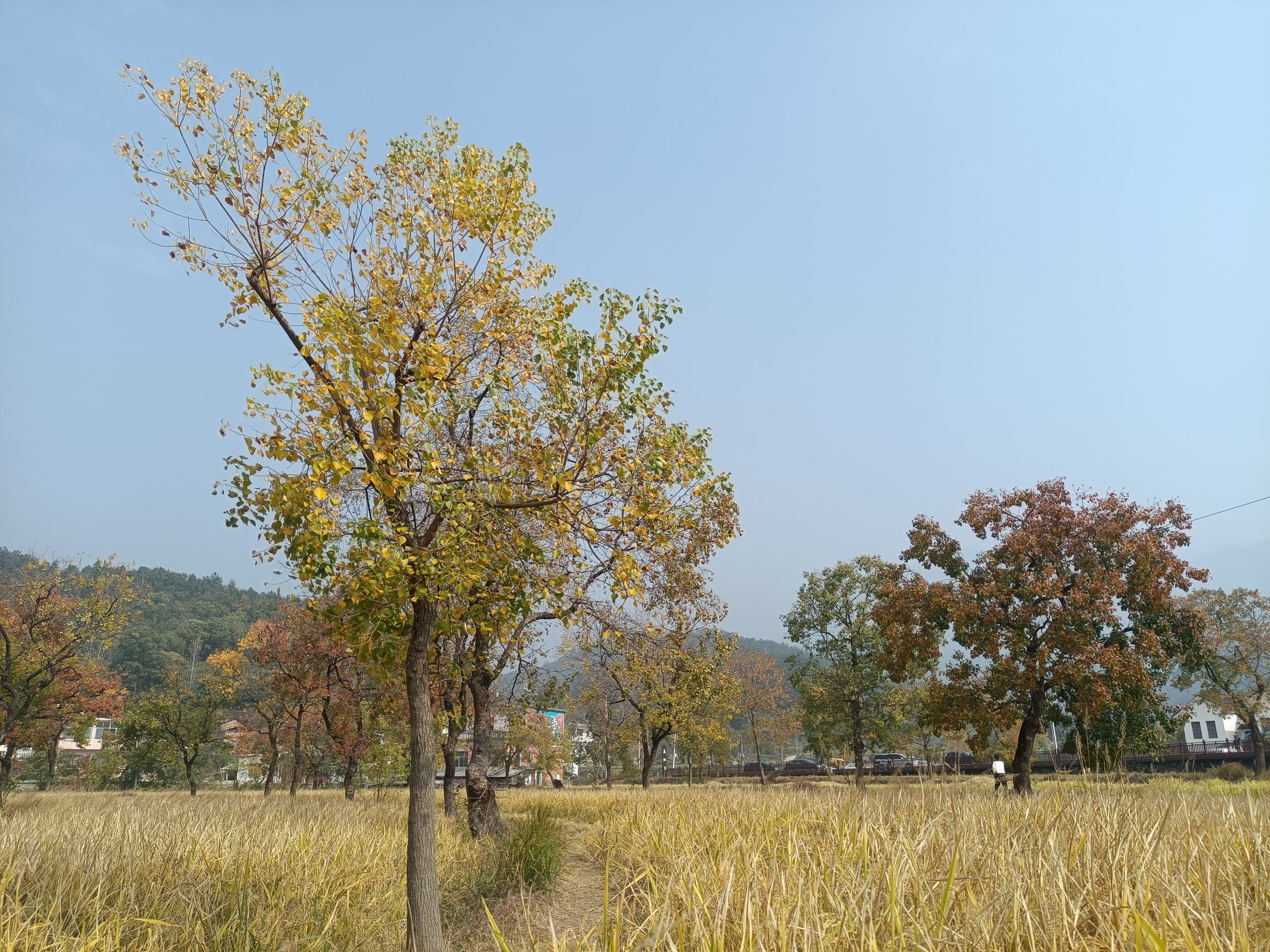 里罗城风景区乌桕谷旅行图片 3
