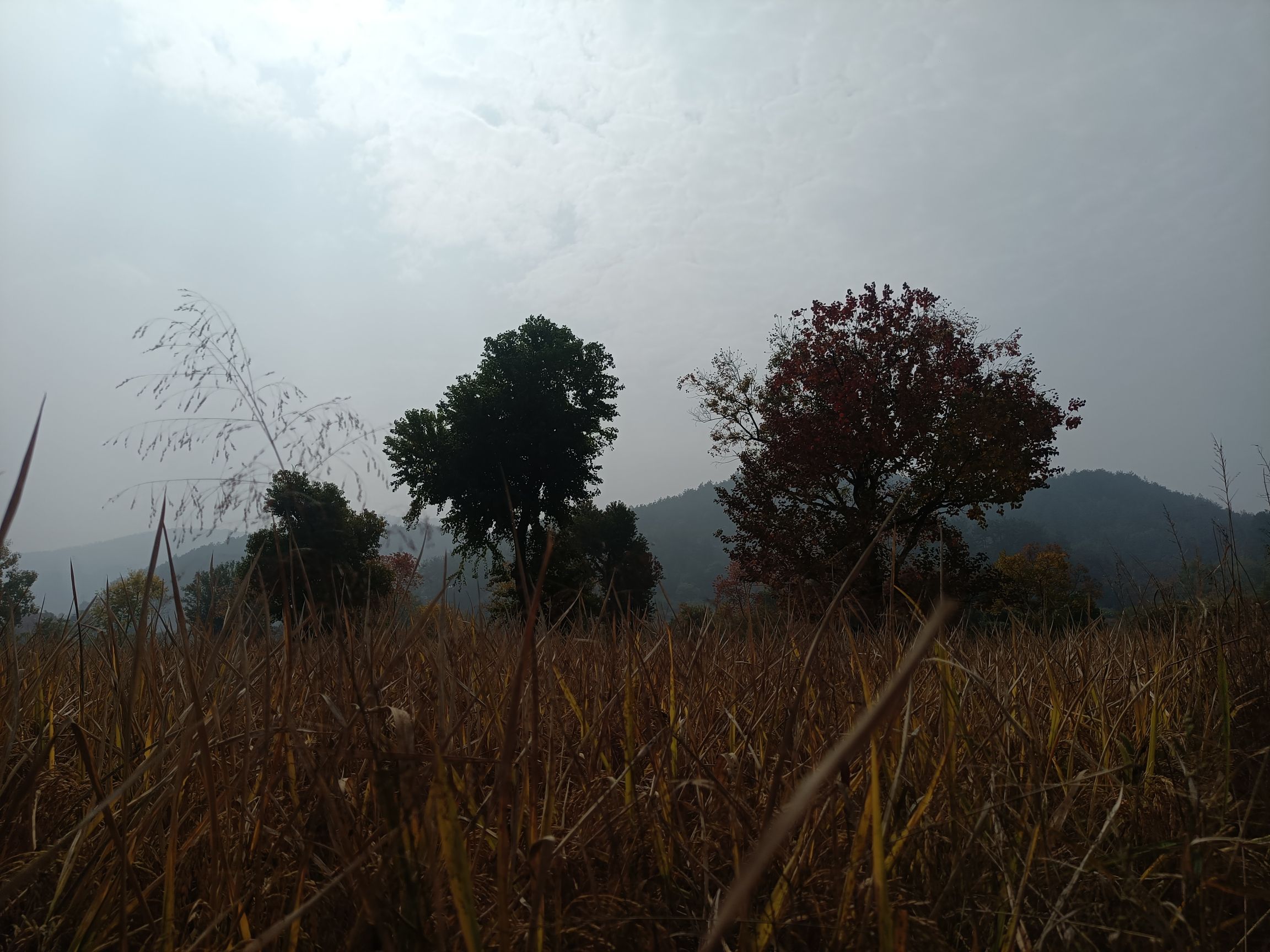 里罗城风景区乌桕谷旅行图片 2