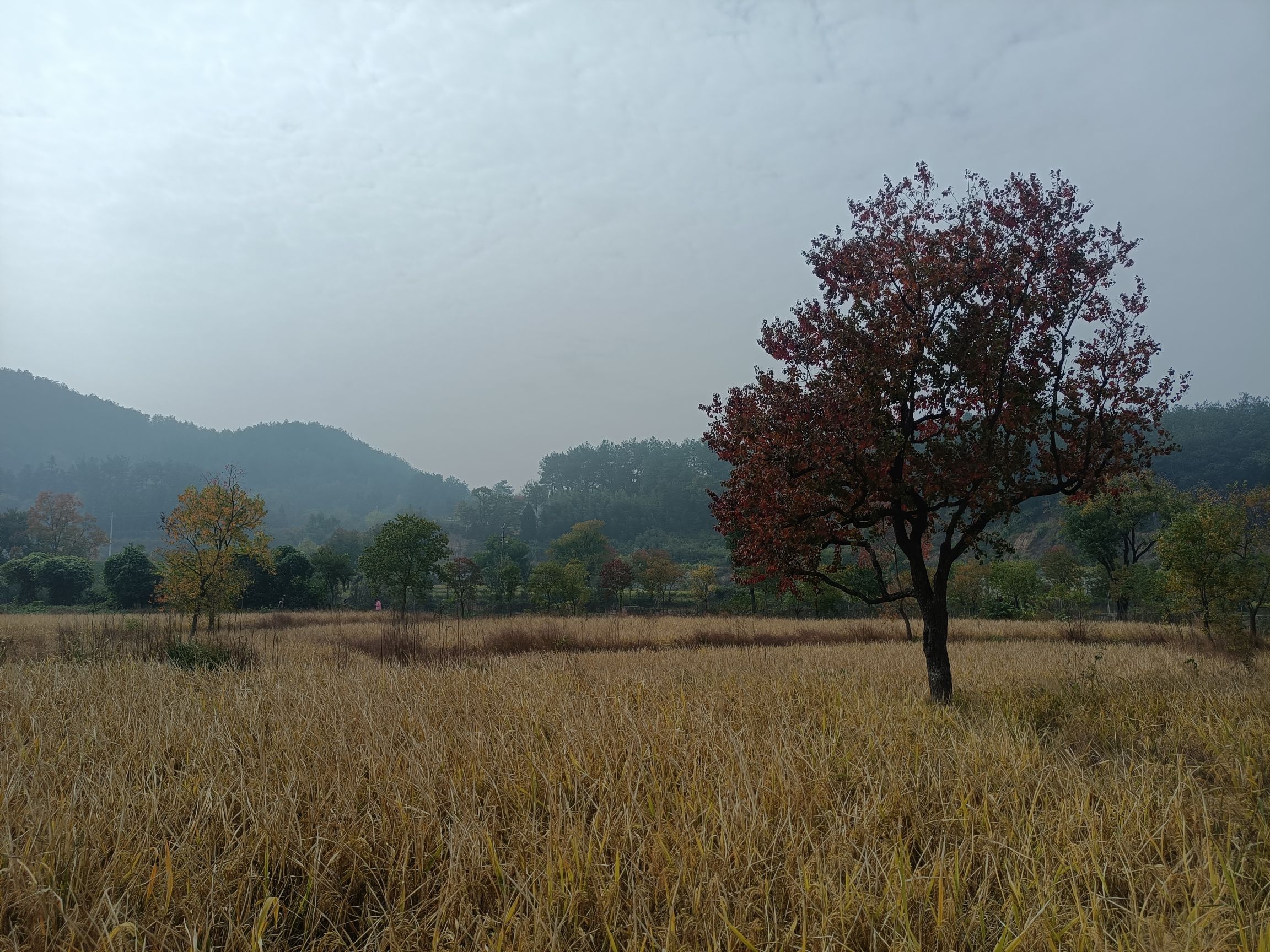 里罗城风景区乌桕谷旅行图片 1