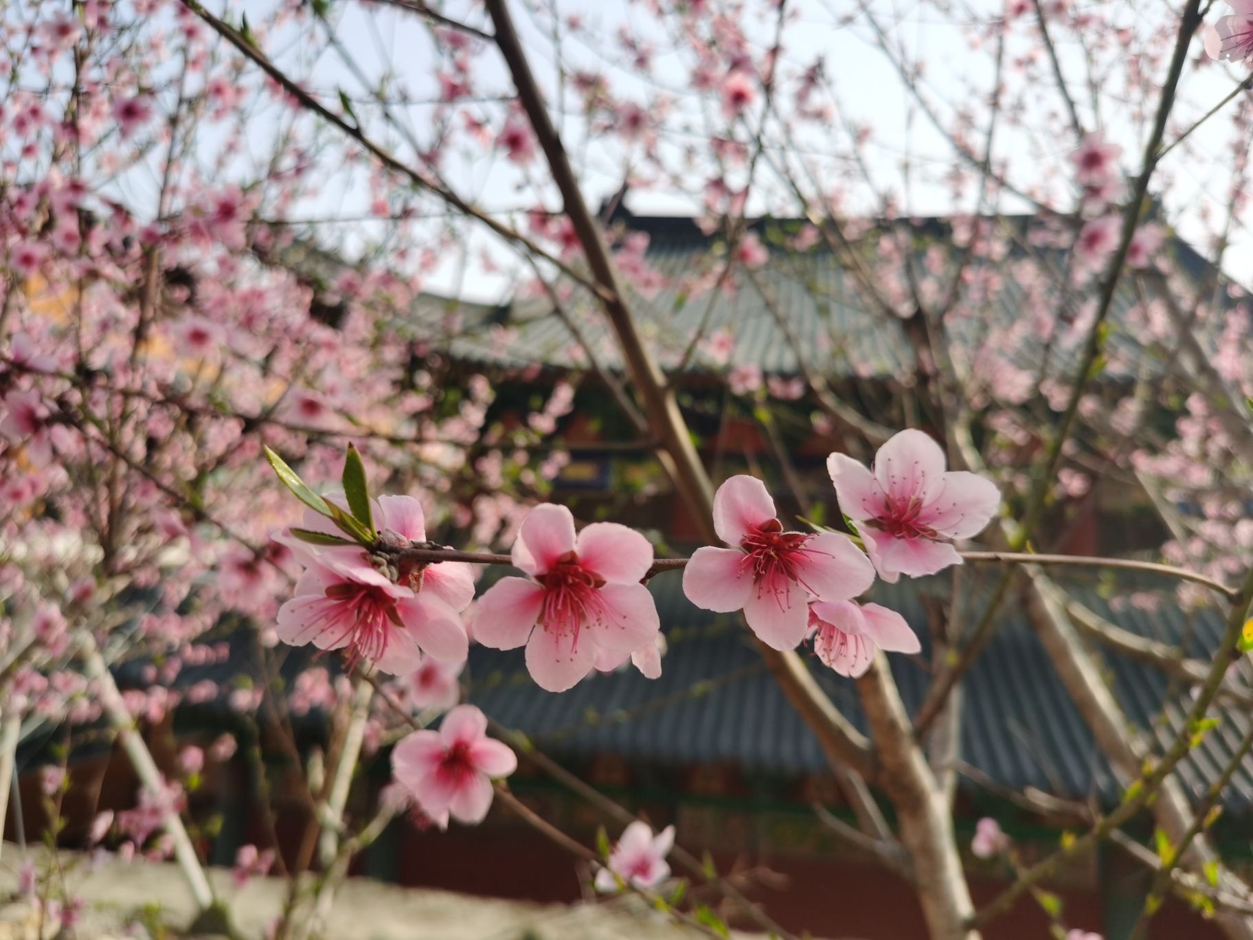福田寺旅行图片 2
