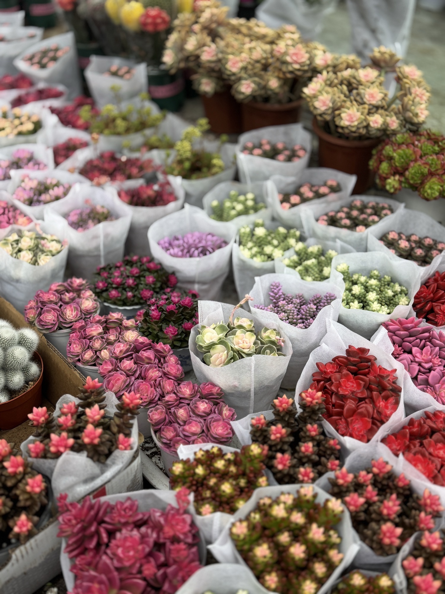 海宁花卉园艺批发市场
