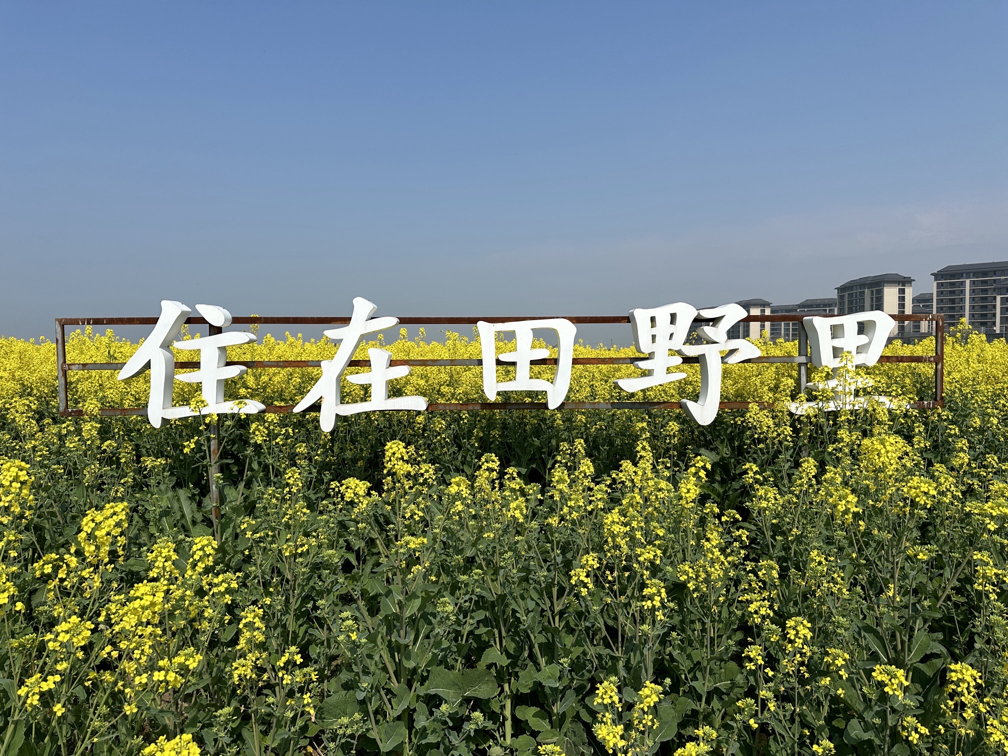 正大油菜花海旅行图片 3
