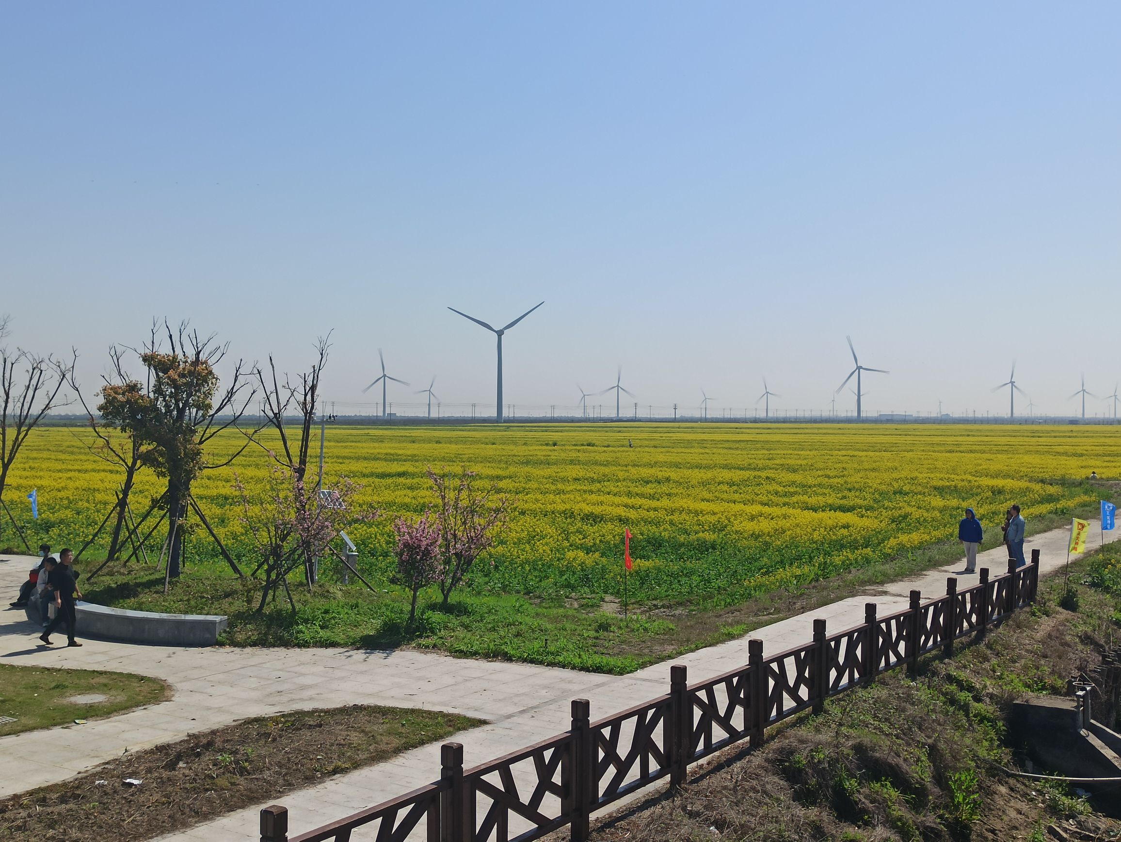 正大油菜花海旅行图片 3