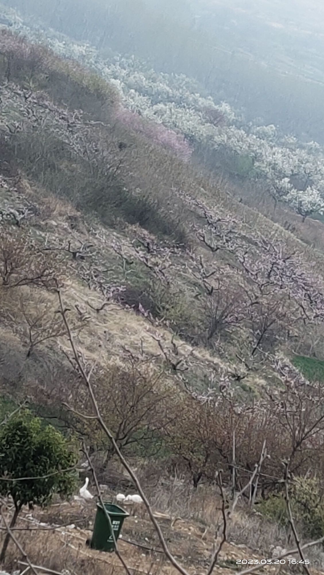 桃花谷旅行图片 3