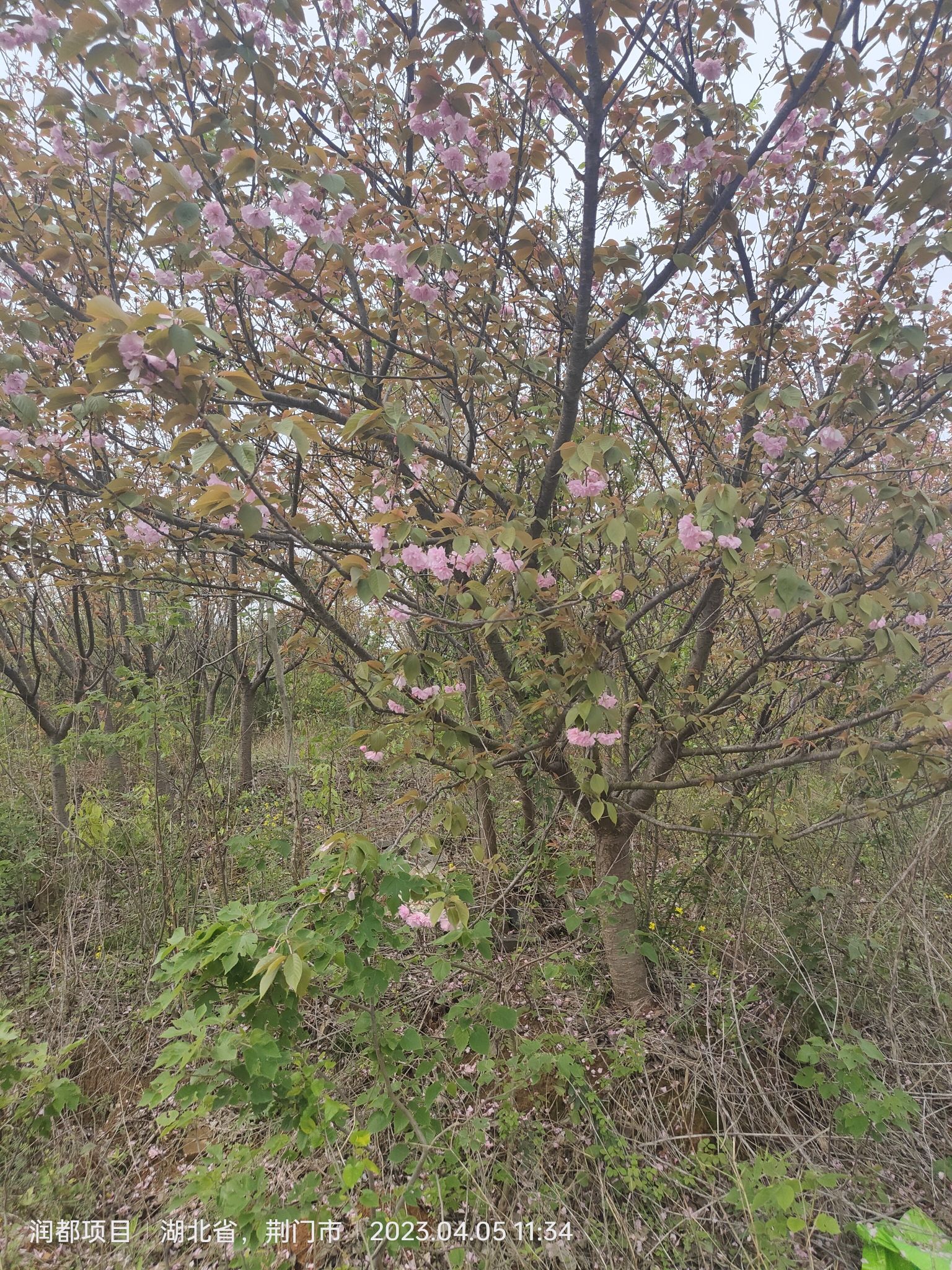 漳河樱花岛