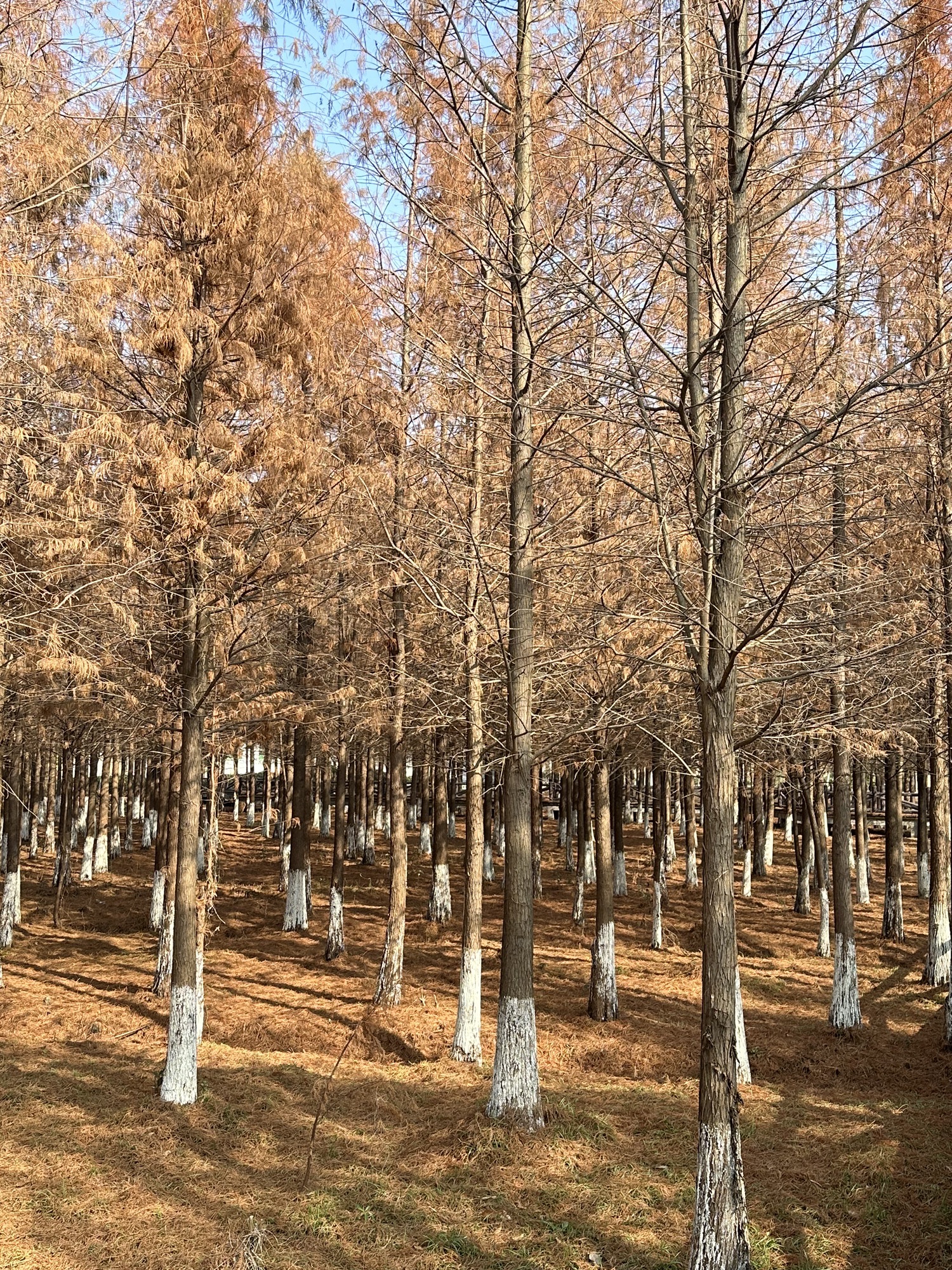 坝桥村法治文化主题公园旅行图片 2