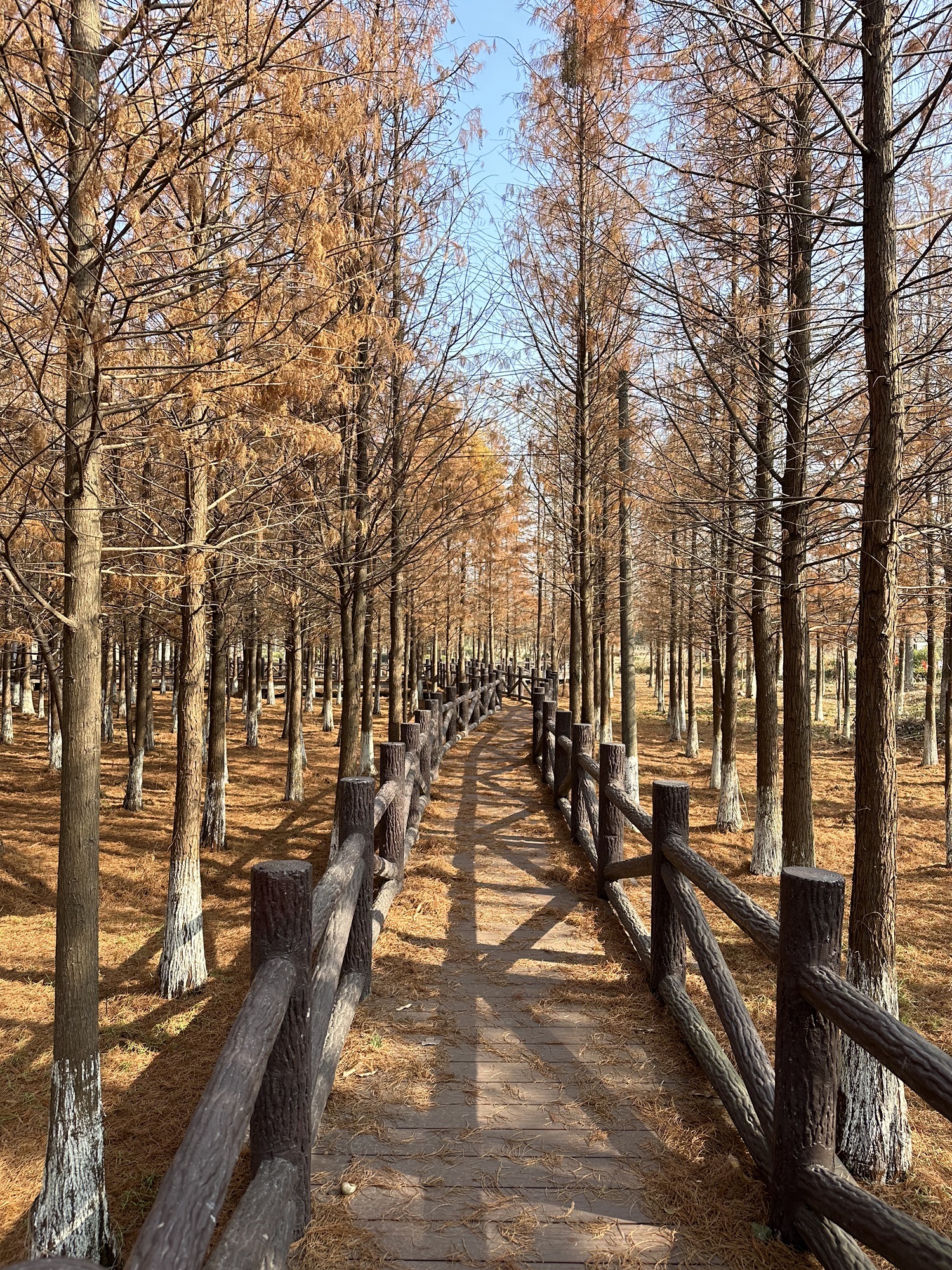 坝桥村法治文化主题公园旅行图片 3