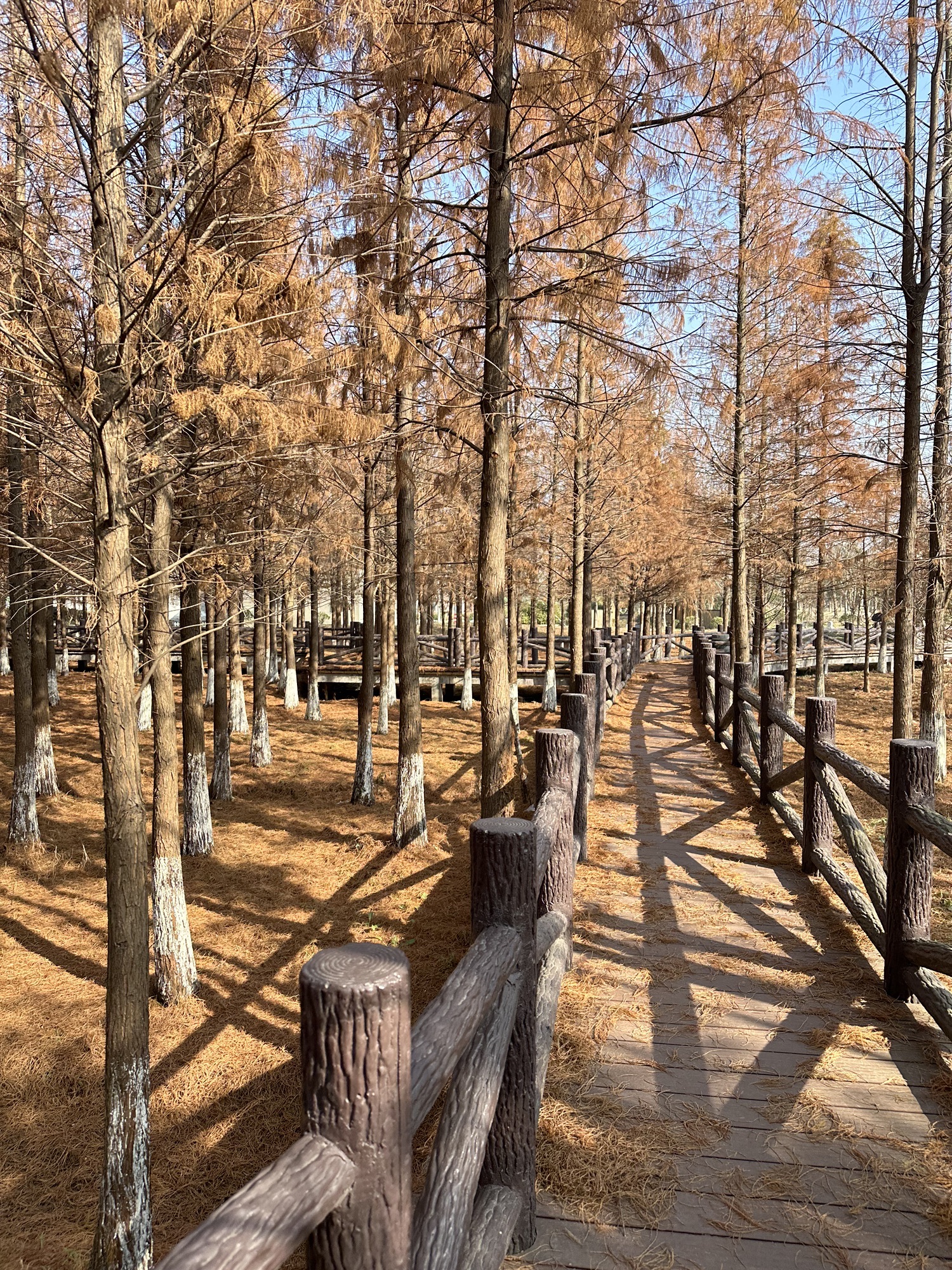 坝桥村法治文化主题公园旅行图片 1