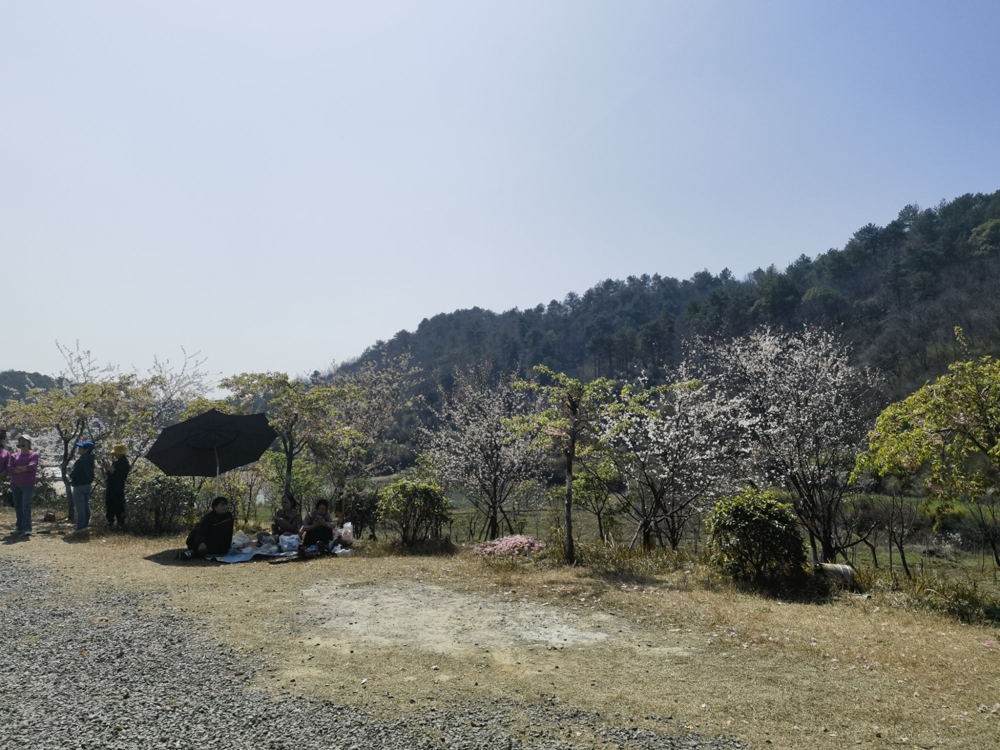 太浮山樱花谷旅行图片 3