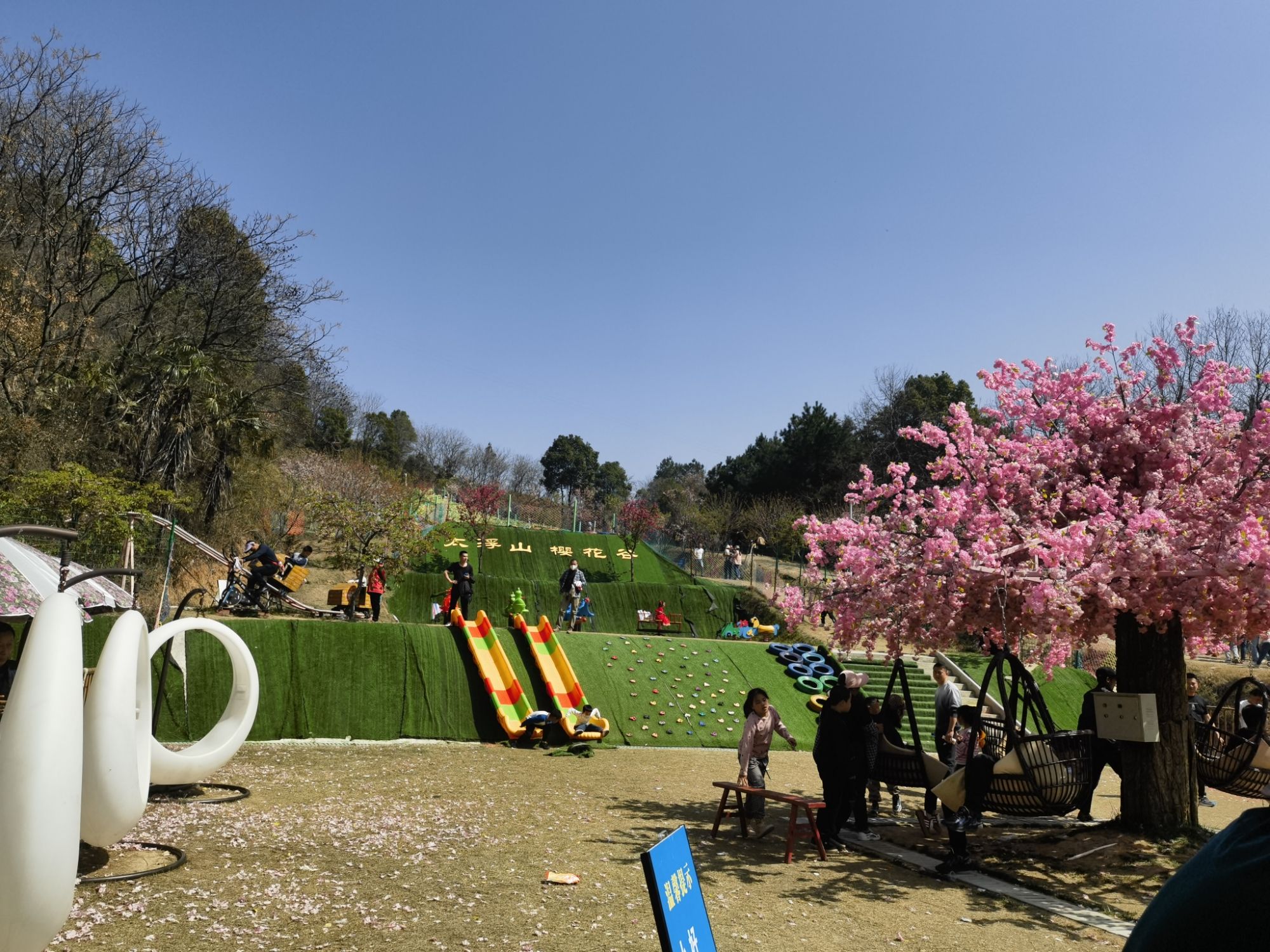 太浮山樱花谷旅行图片 1
