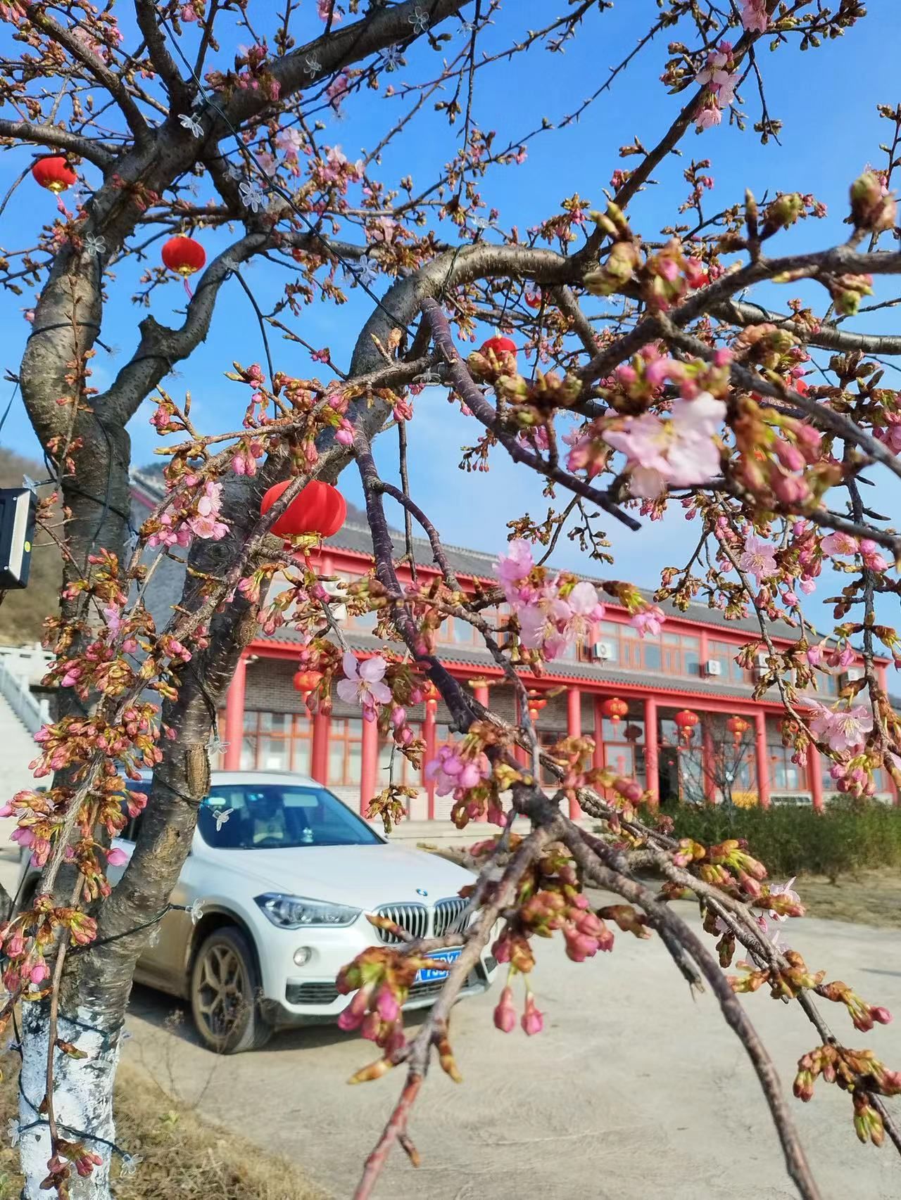 太浮山樱花谷旅行图片 3