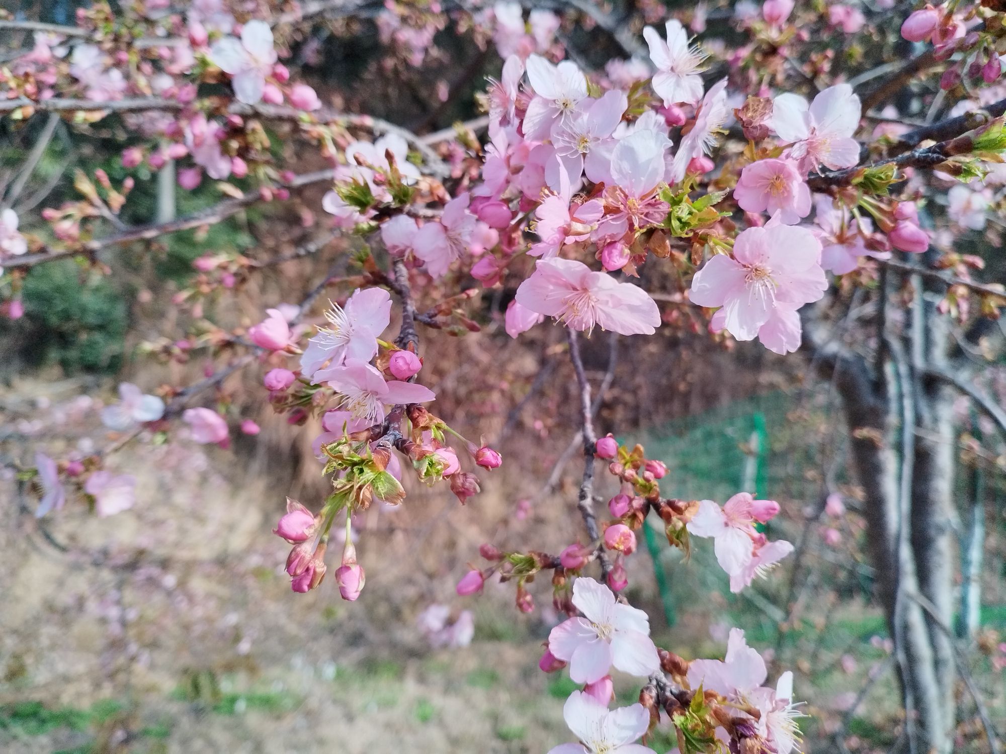 太浮山樱花谷旅行图片 2
