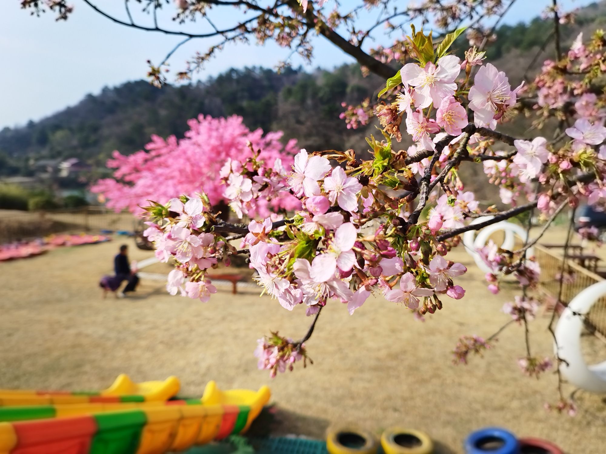 太浮山樱花谷旅行图片 1