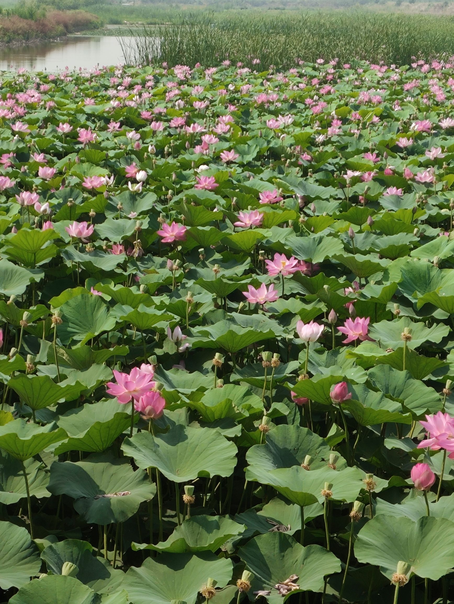 辉县市共海省级湿地公园旅行图片 1