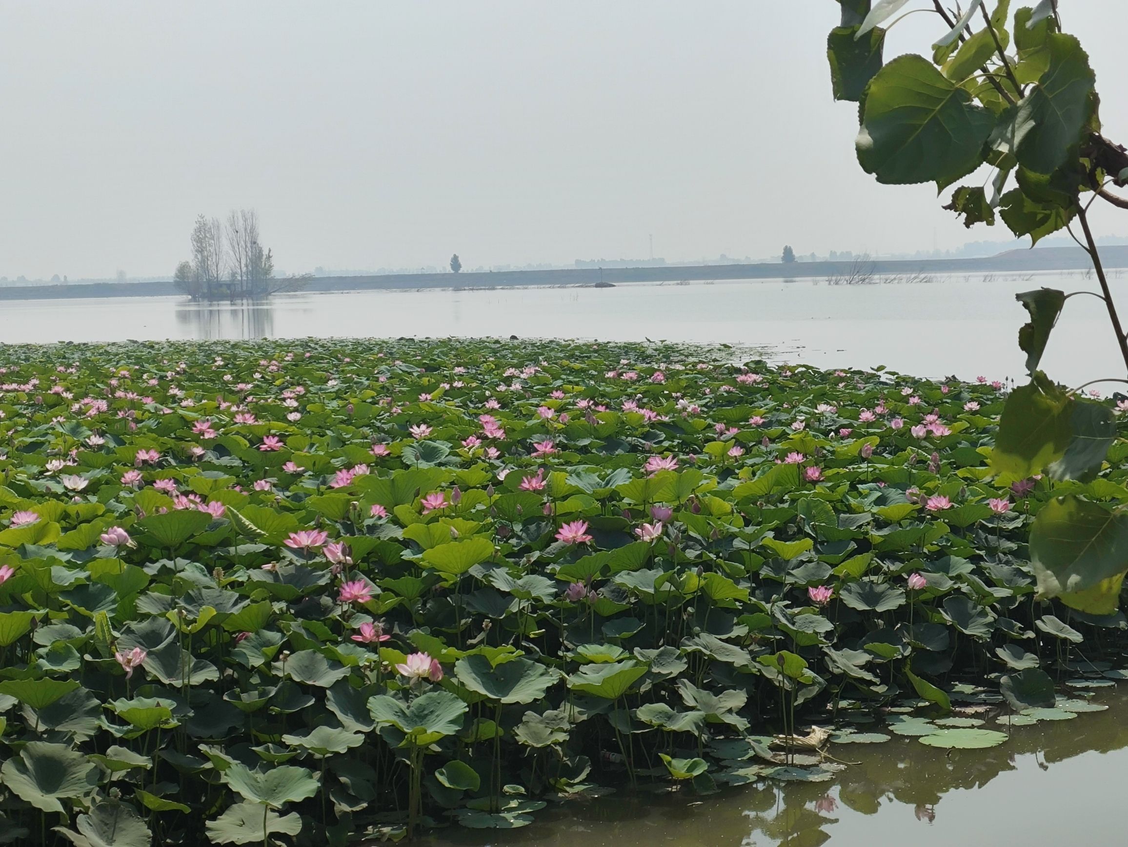 辉县市共海省级湿地公园旅行图片 2