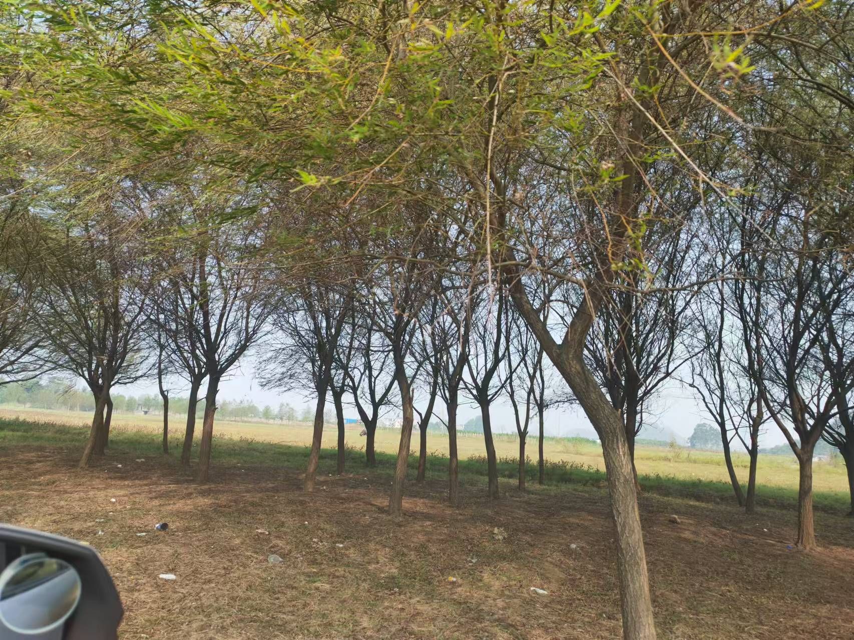 沙洲大草原旅行图片 2