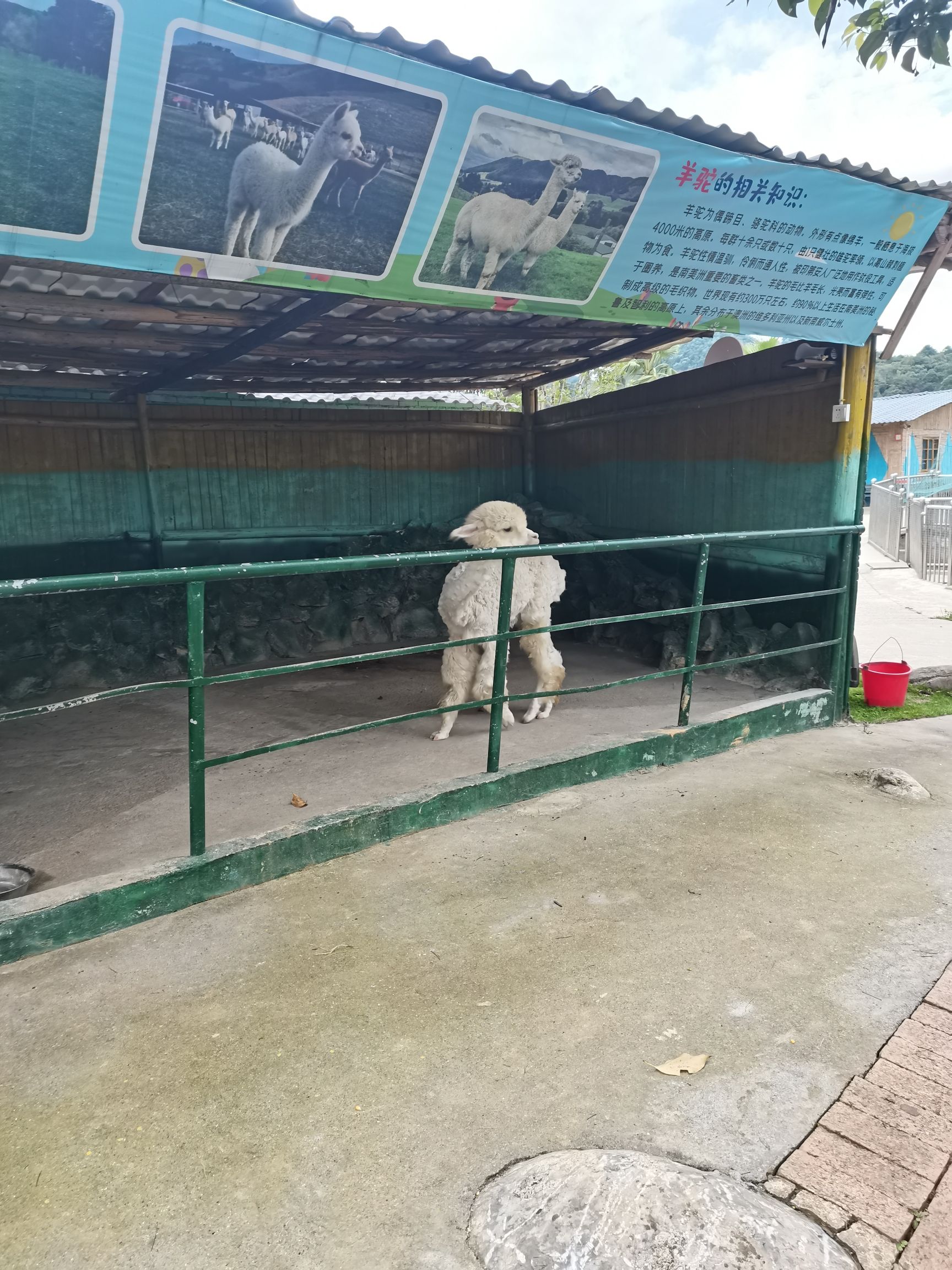 四清湖动物园旅行图片 1