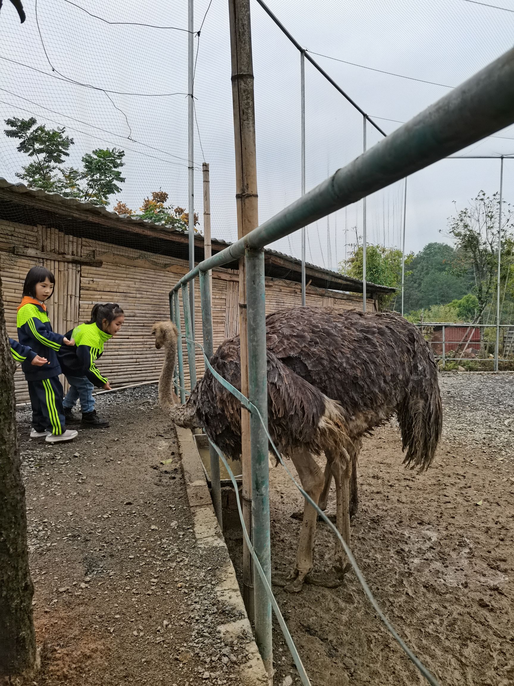 四清湖动物园旅行图片 1