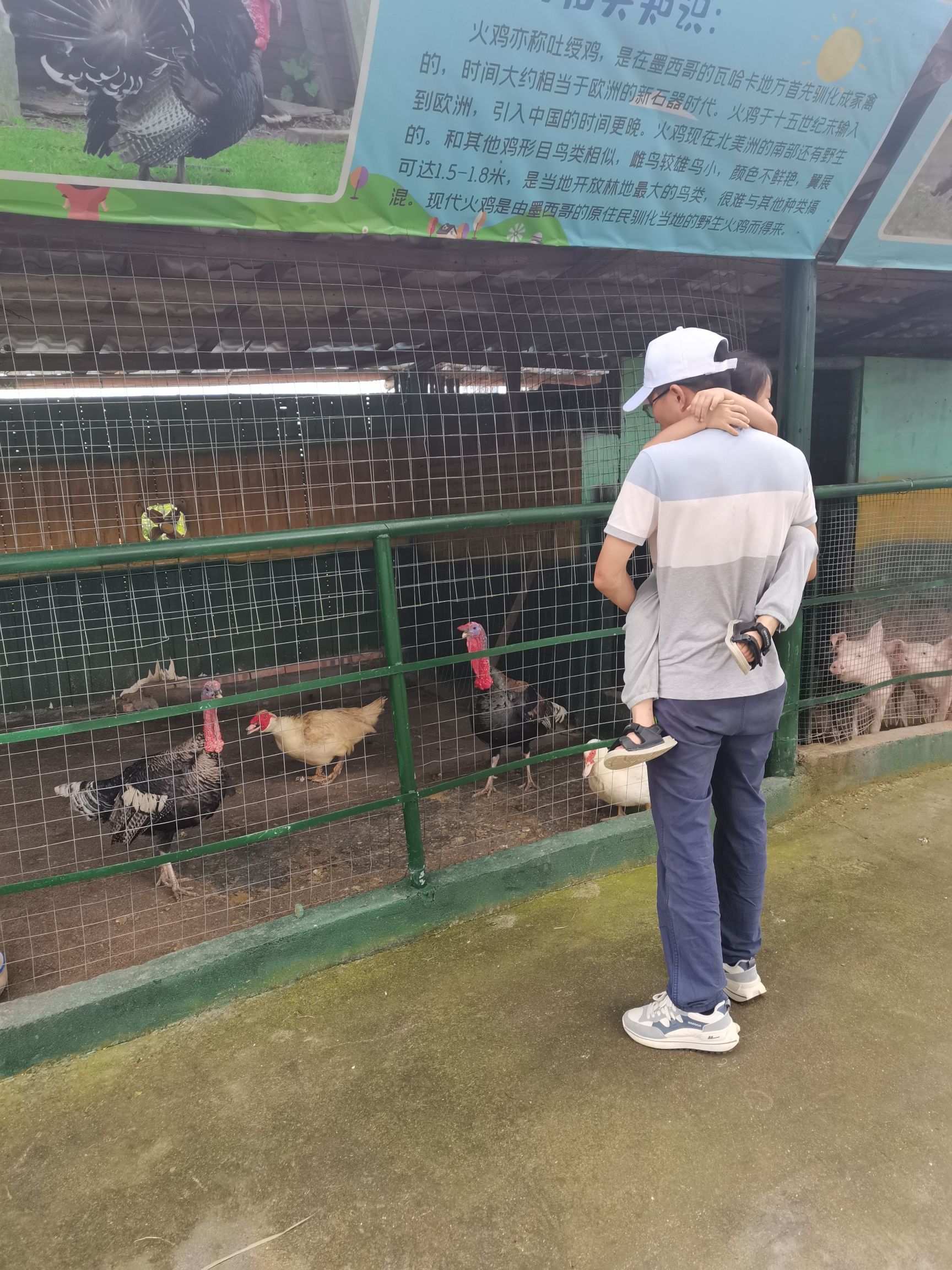 四清湖动物园旅行图片 2