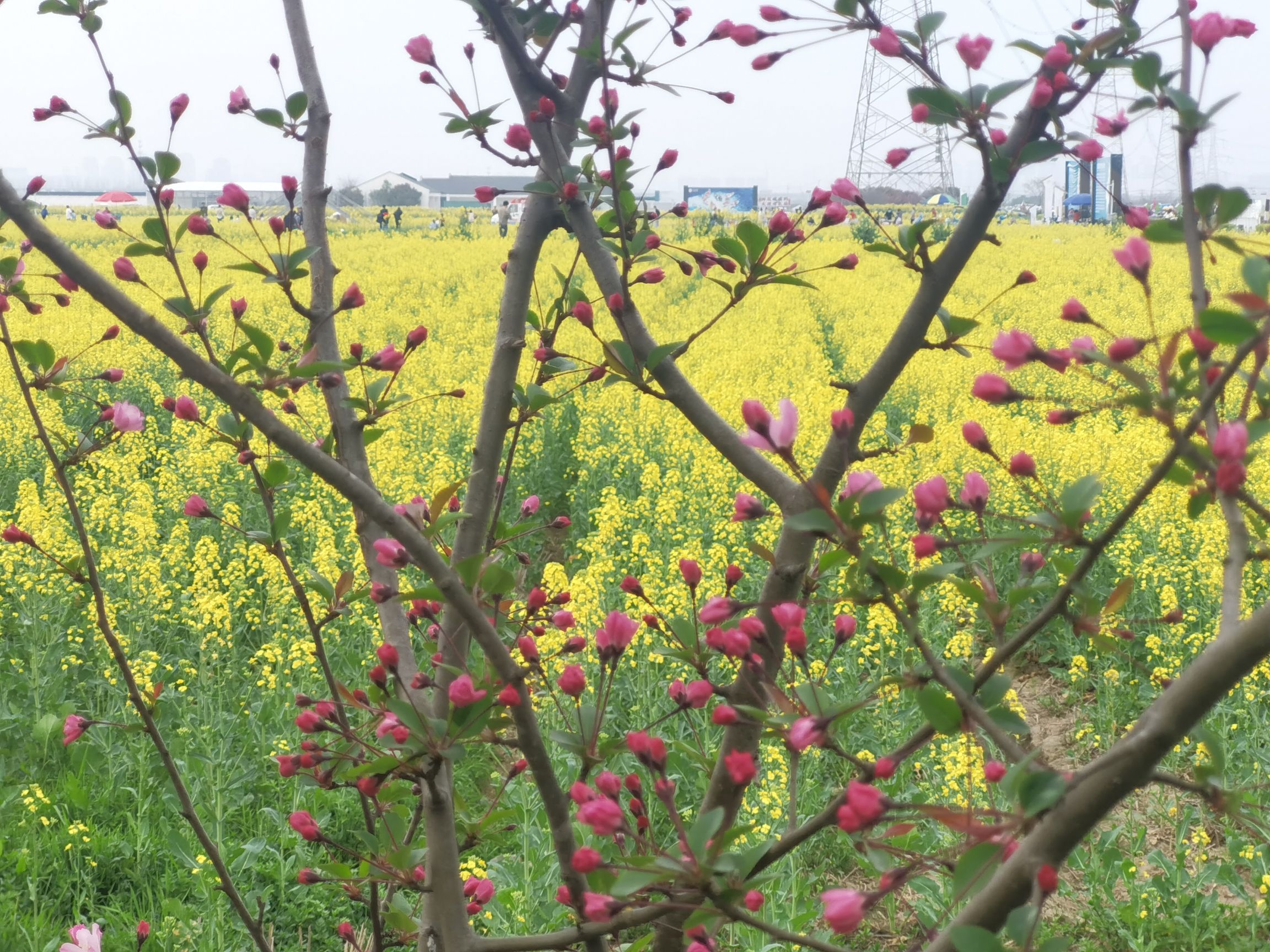 北联村油菜花瞭望台旅行图片 3